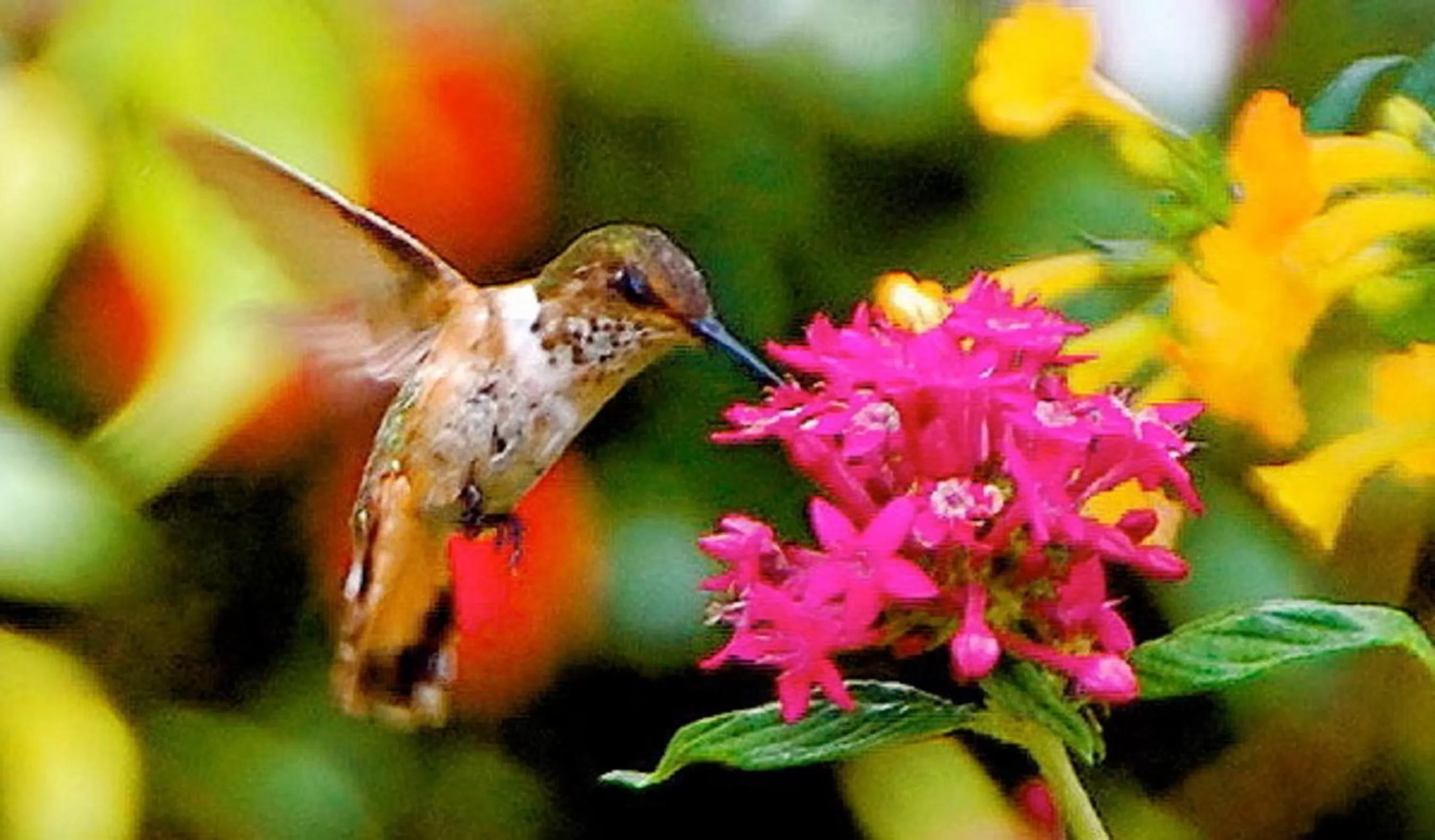 Day in Boquete Garden Inn