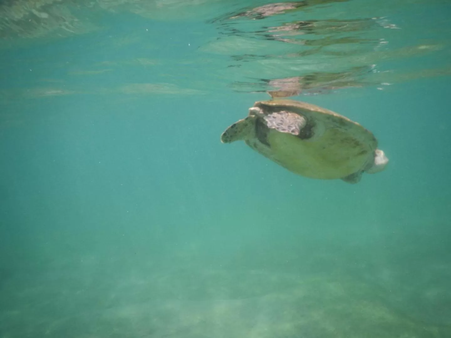 Turtle Bay Beach Resort