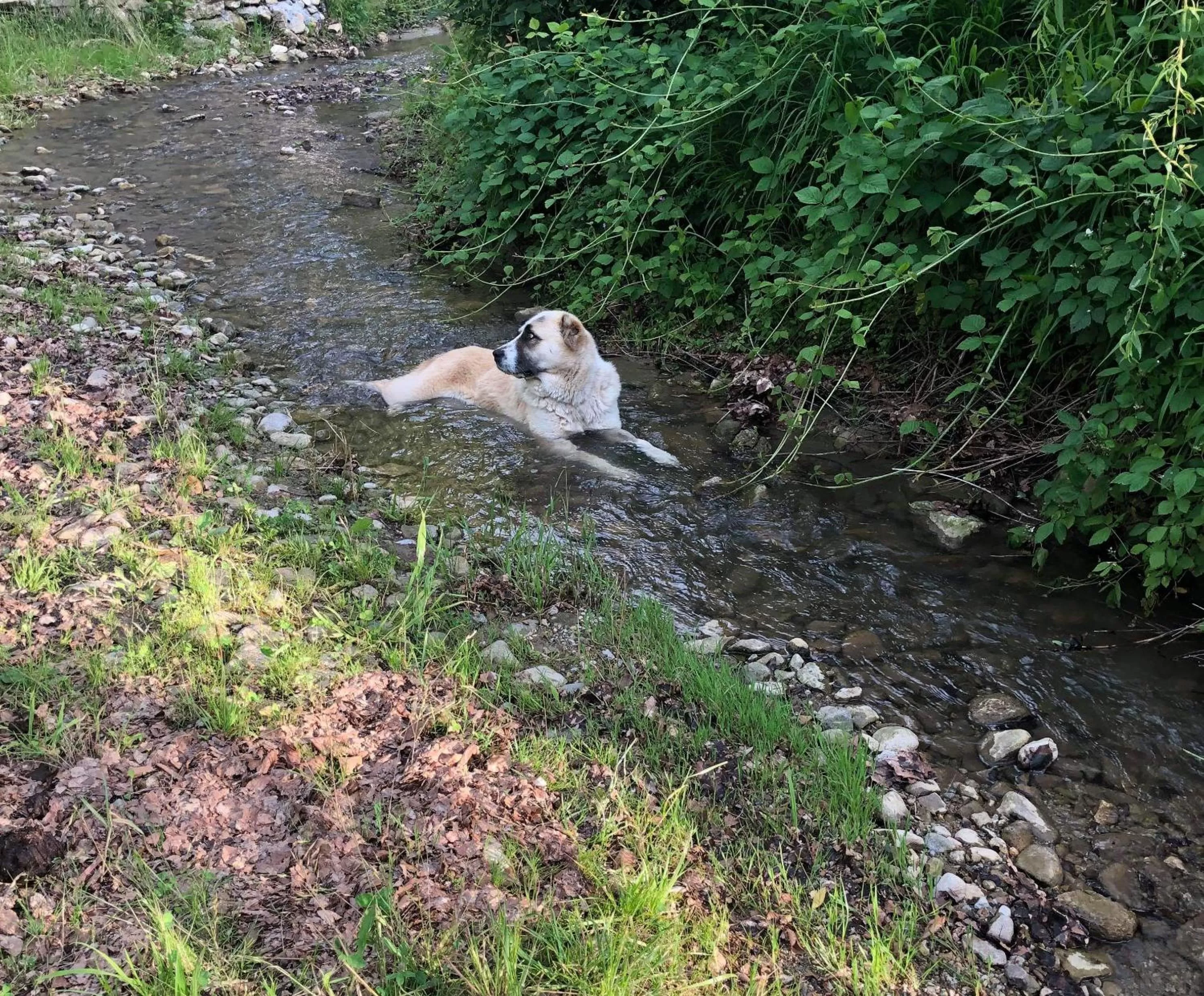 Property building, Pets in Pensiunea SilvAnka