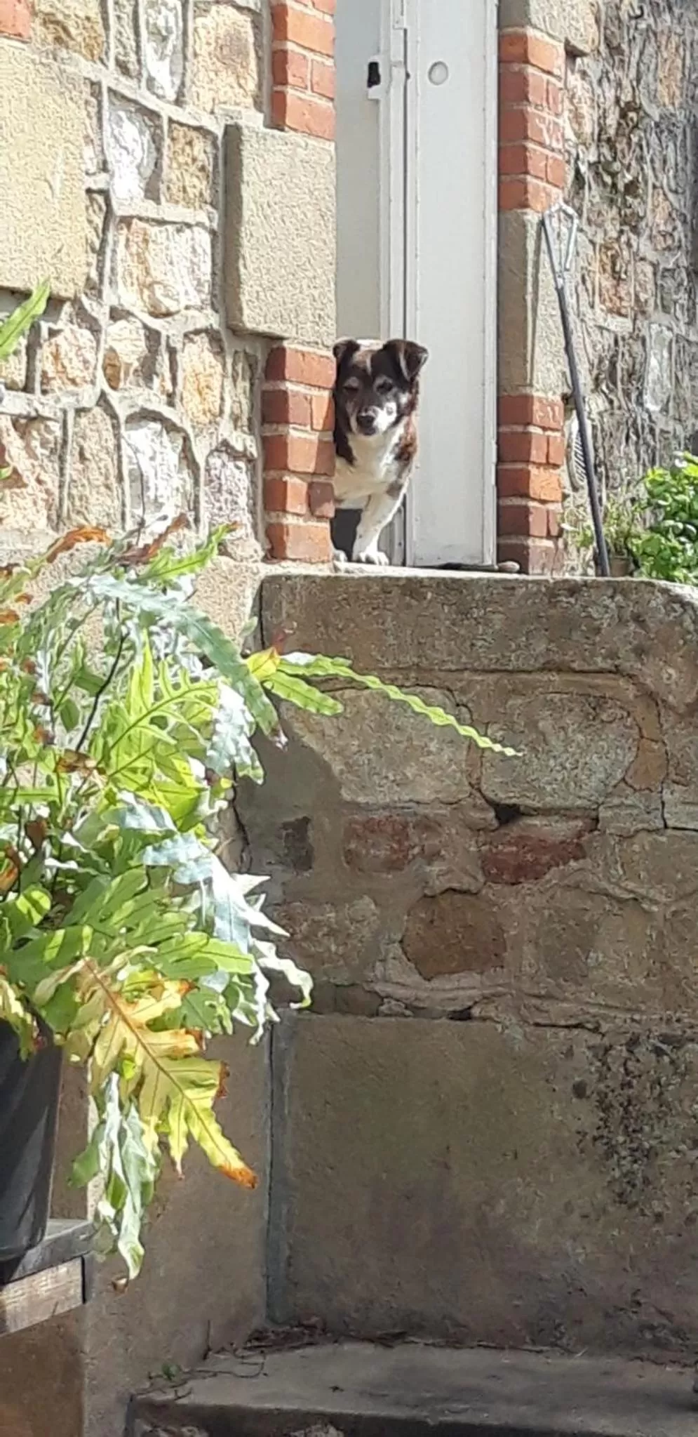 Pets in Maison de la Comtesse