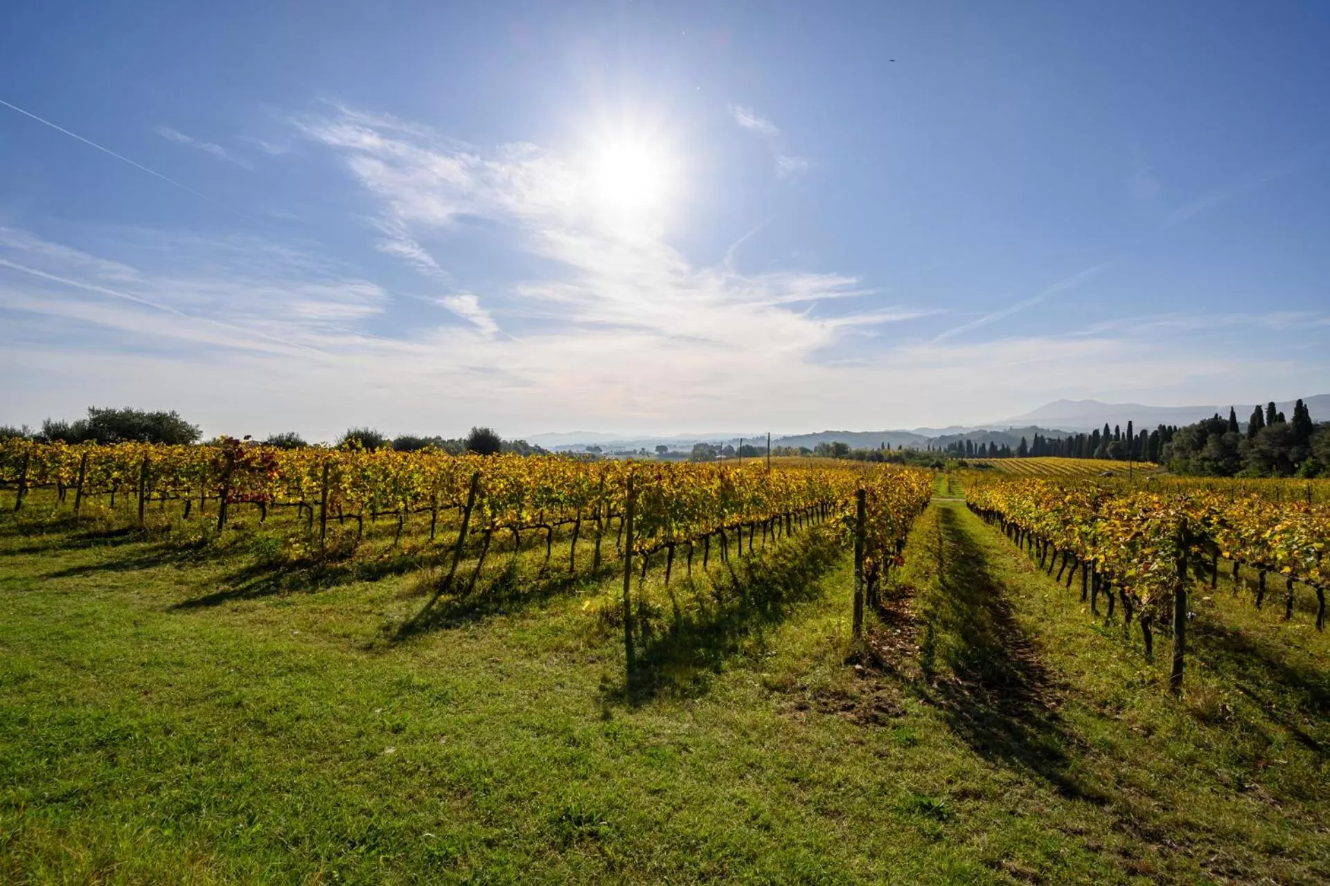 Natural landscape in Precise Tale Poggio Alla Sala