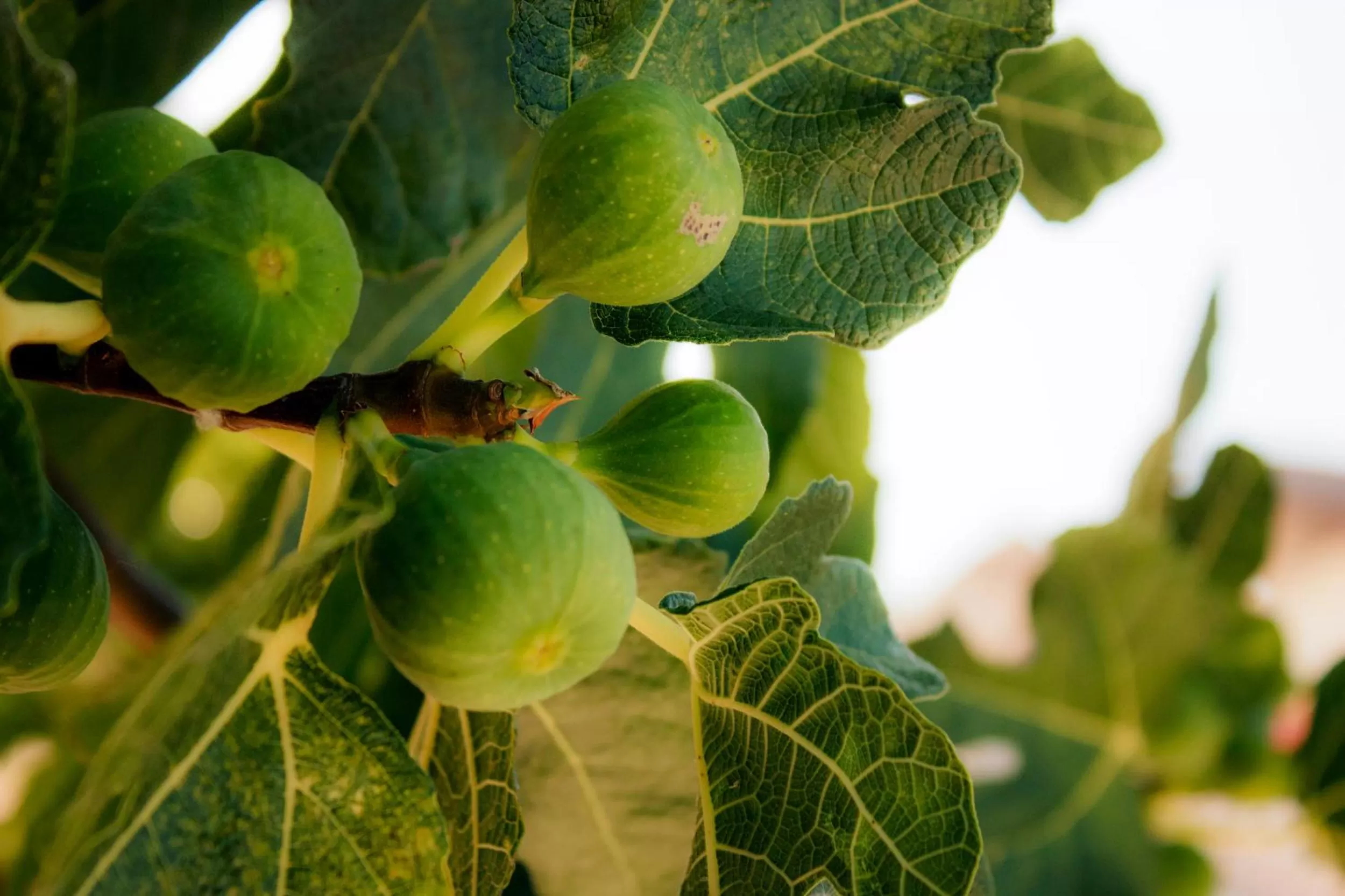 Garden in Villa Ruberto