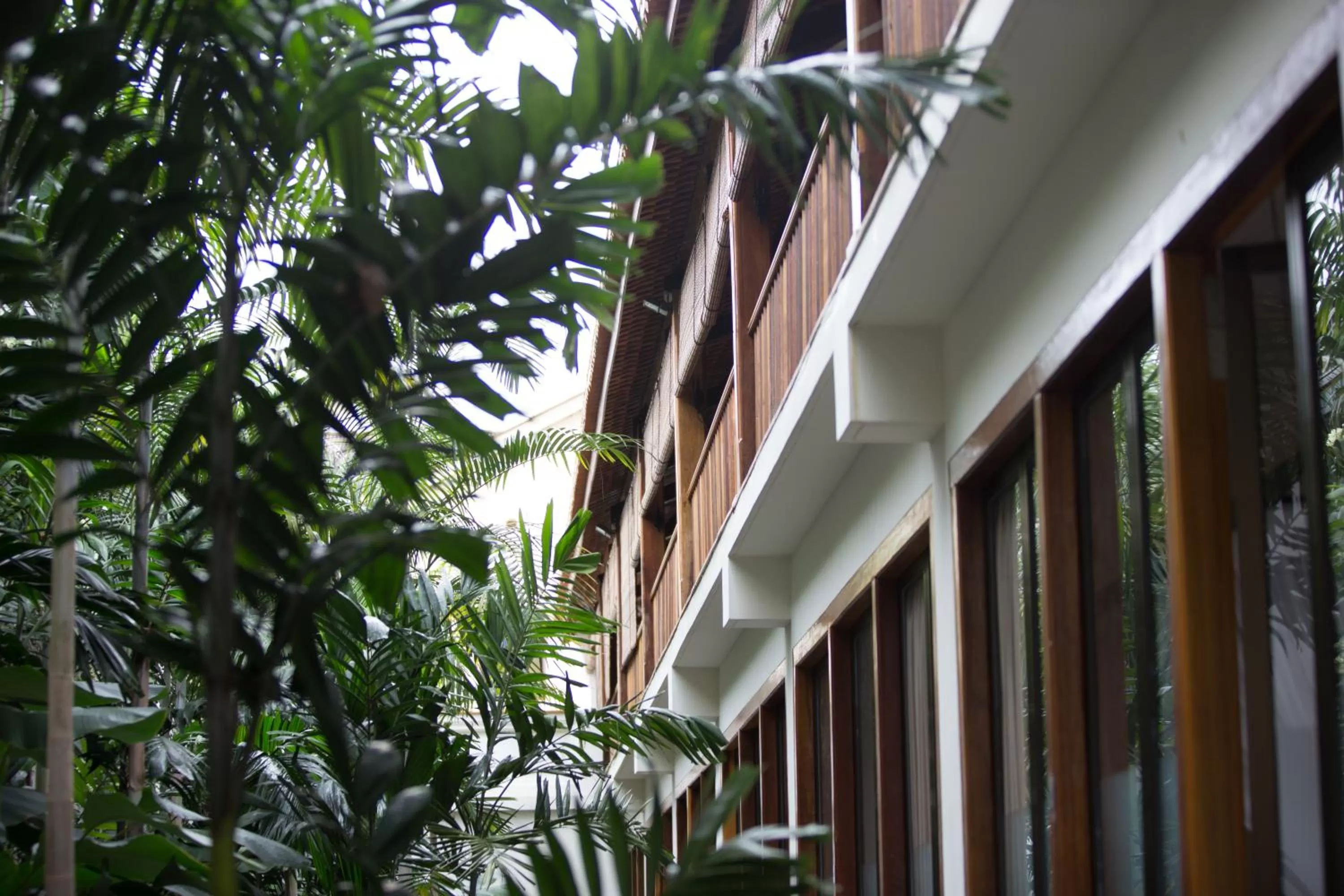 Natural landscape in Muntri Grove