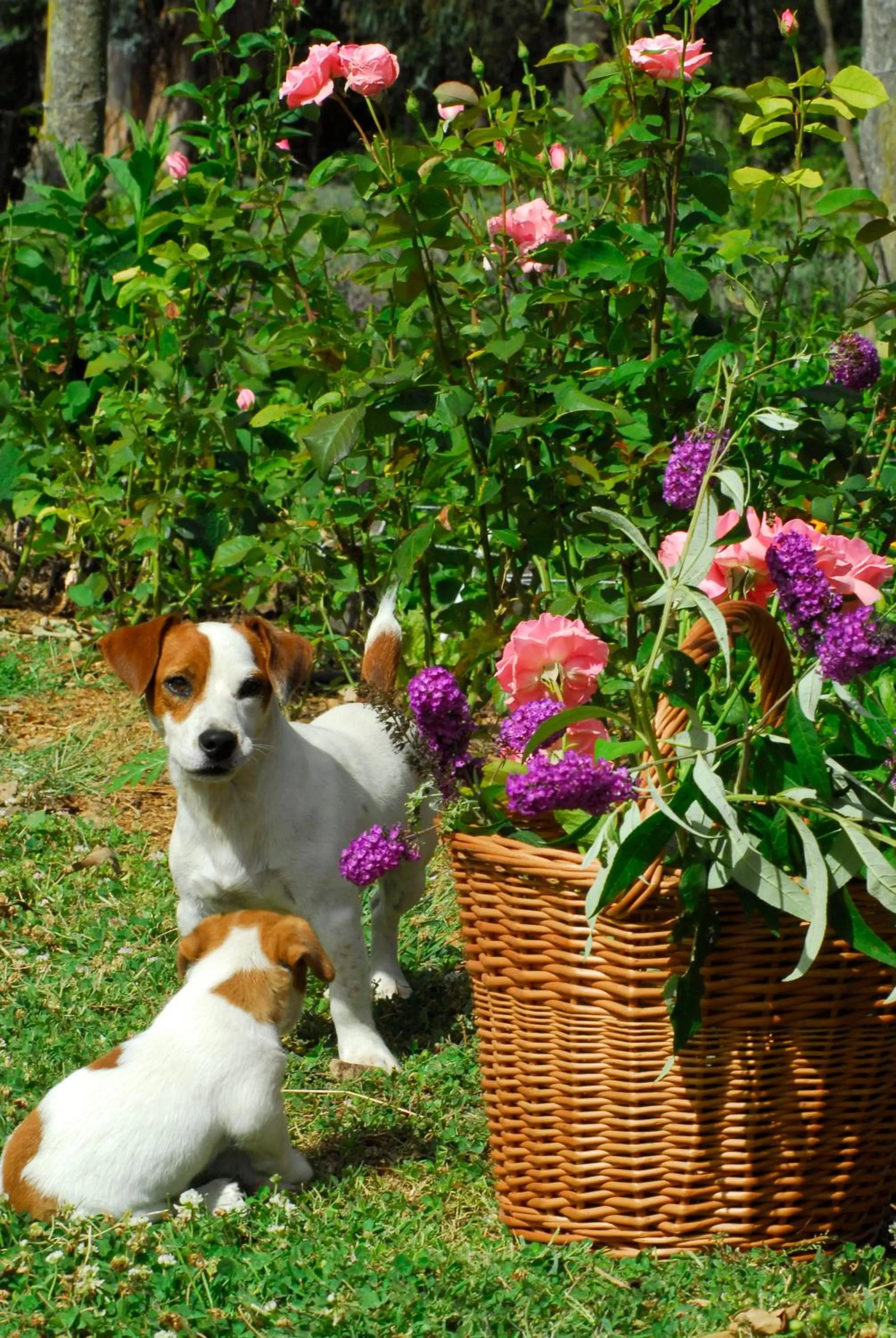 Garden in Estancia Ave María