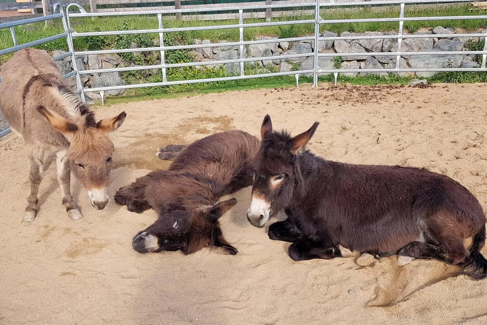 Animals in OREA Resort Panorama Moravský kras