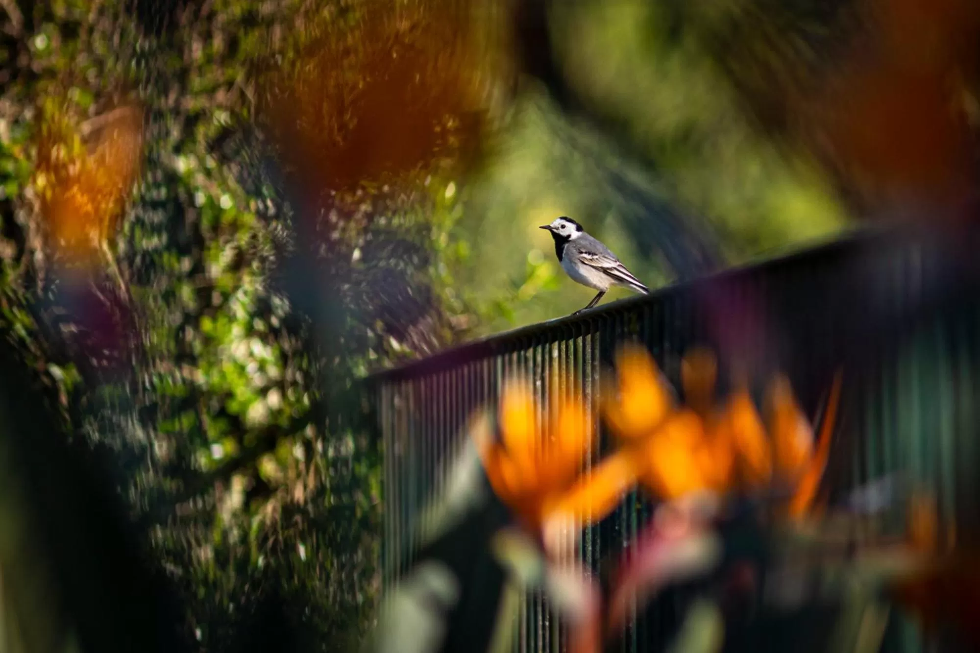 Garden in Quinta do Pé Descalço - Country Guesthouse in Sintra