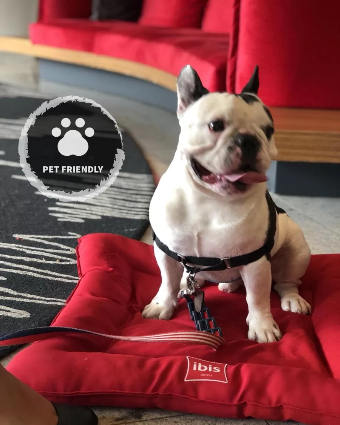 Pets in ibis Rio de Janeiro Nova America