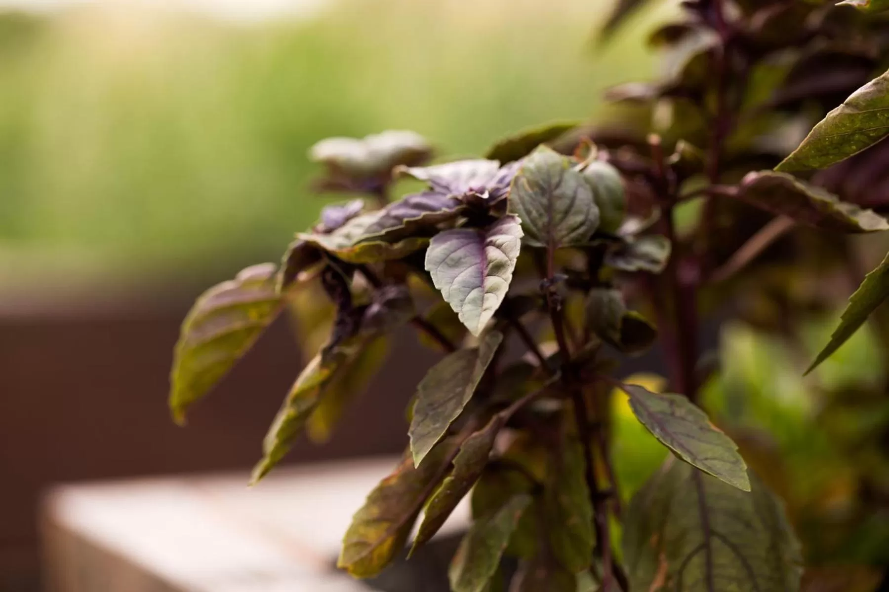 Garden in Allegretto Vineyard Resort Paso Robles