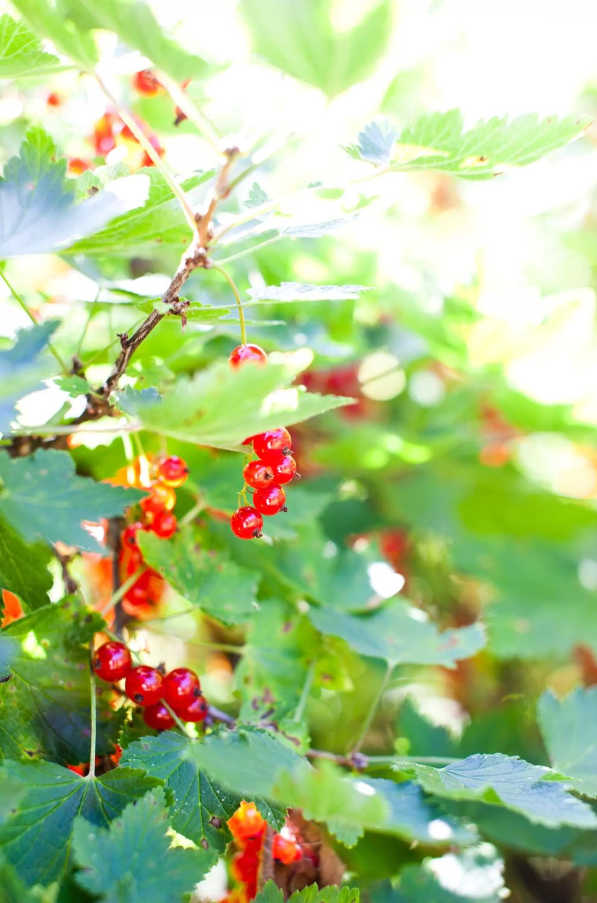 Garden in Resort Naaranlahti