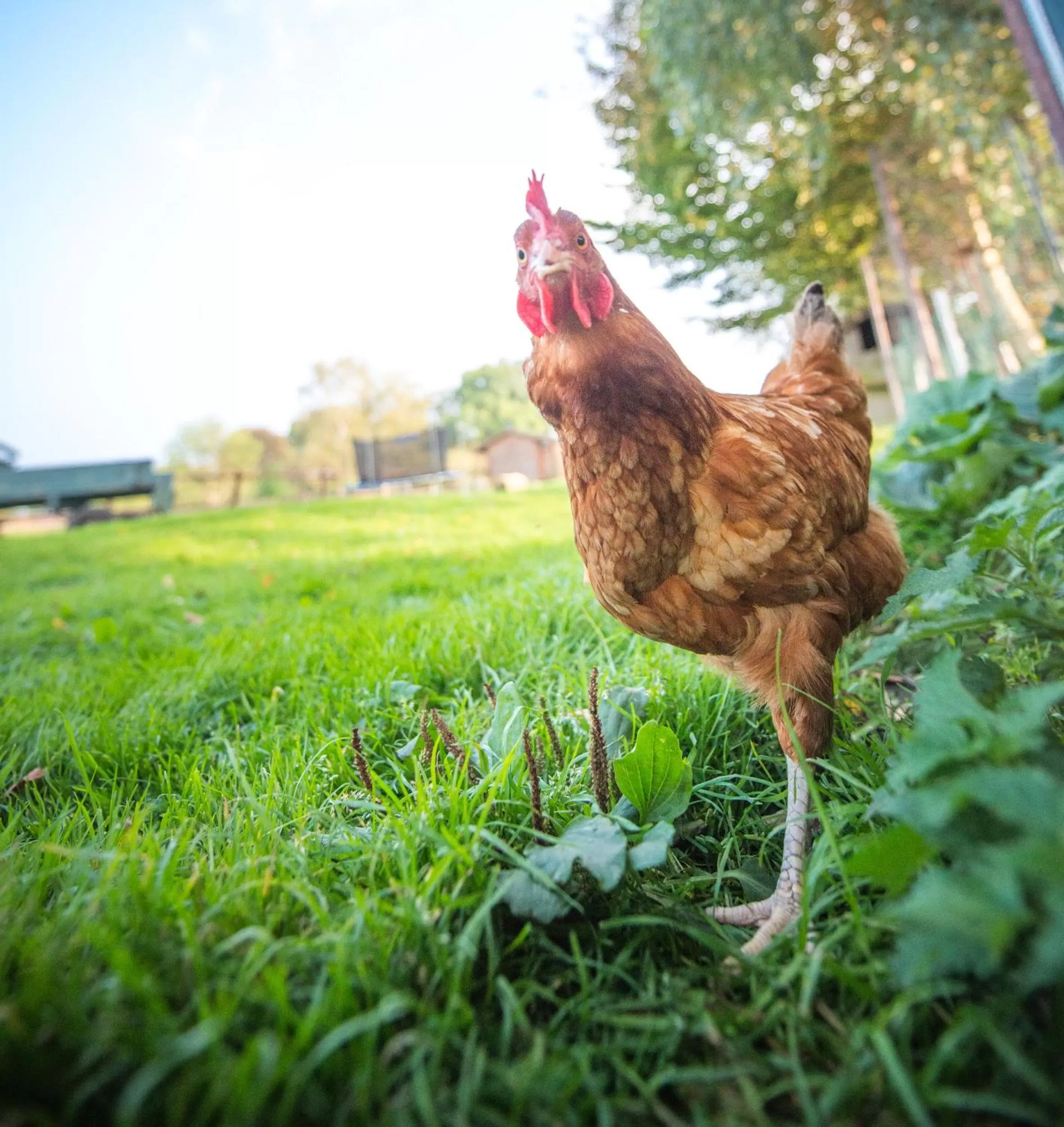 Garden in Hotel Hennies