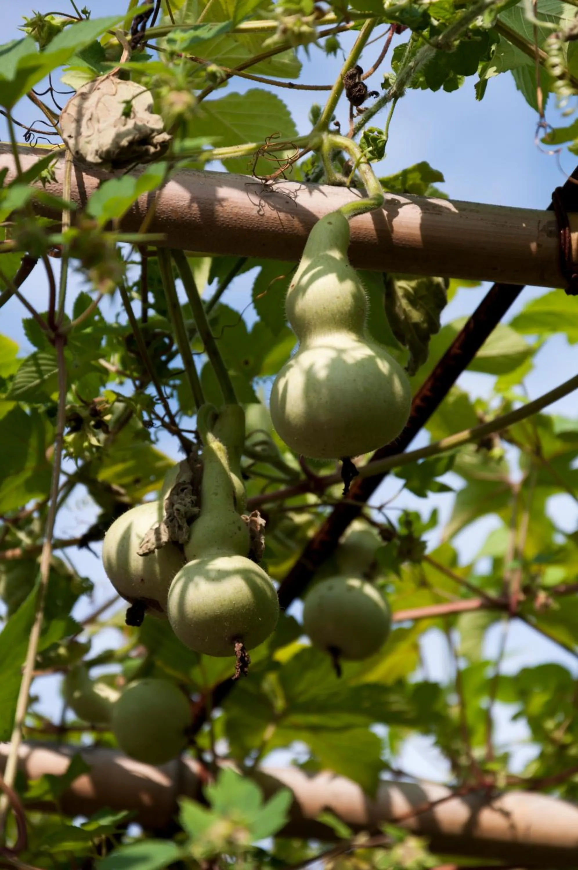 Summer in Fairmont Yangcheng Lake