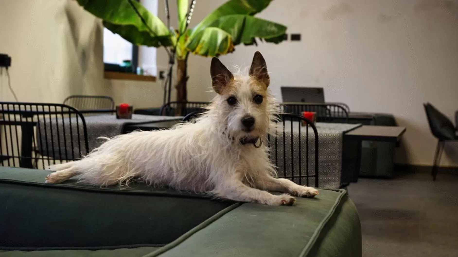 Pets in Central Lodge Hotel