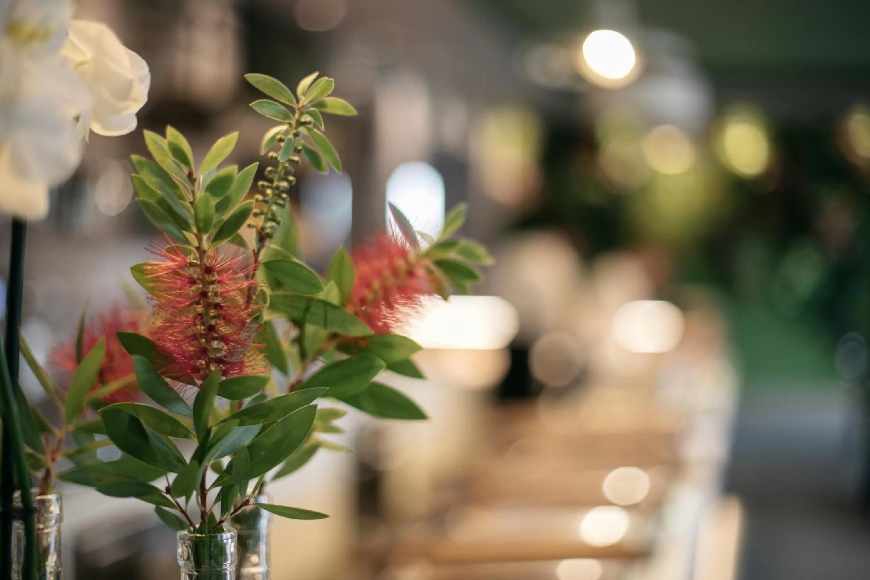 Garden in Hotel Aloisi