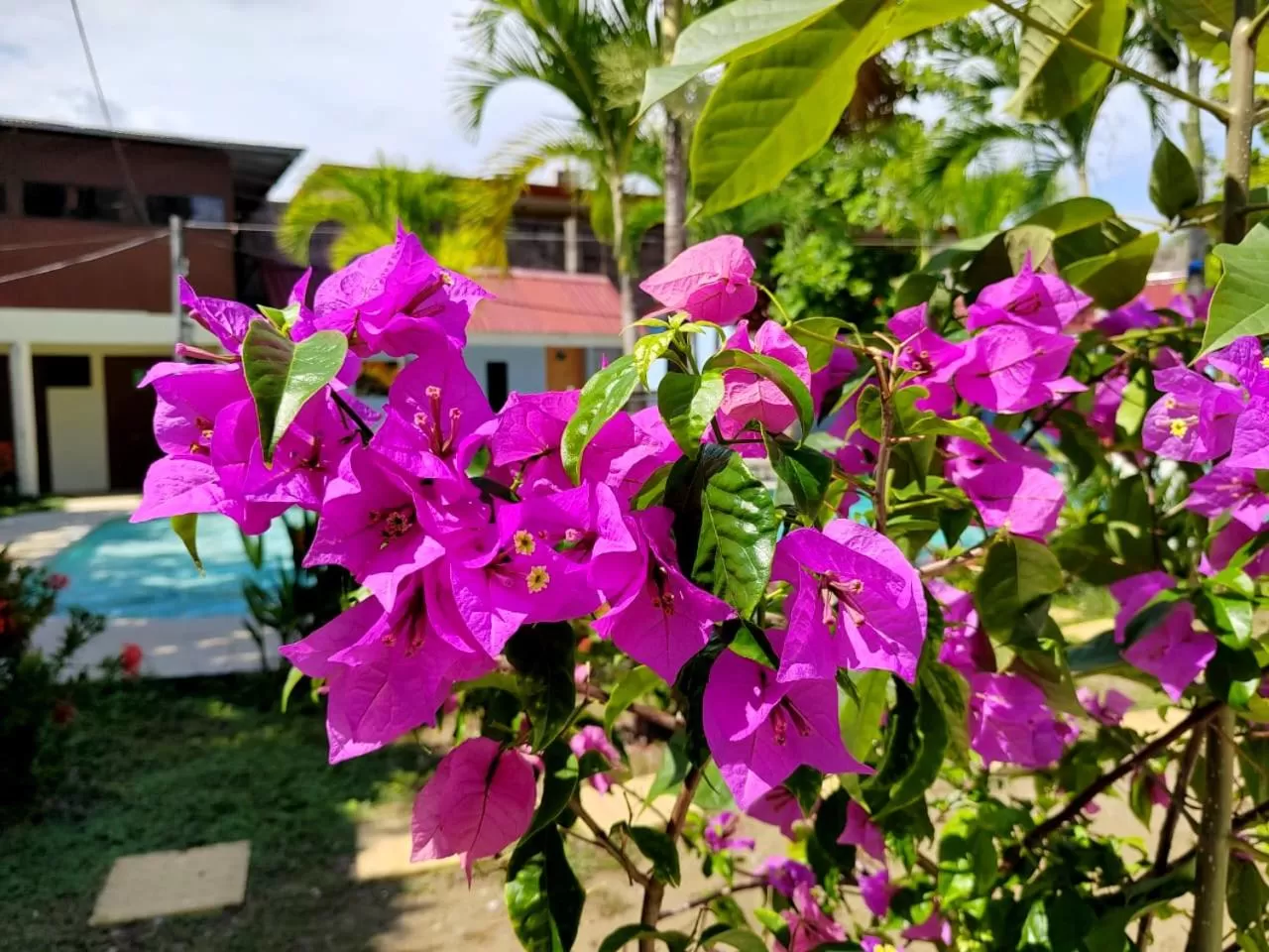 Garden in Hotel Catappa