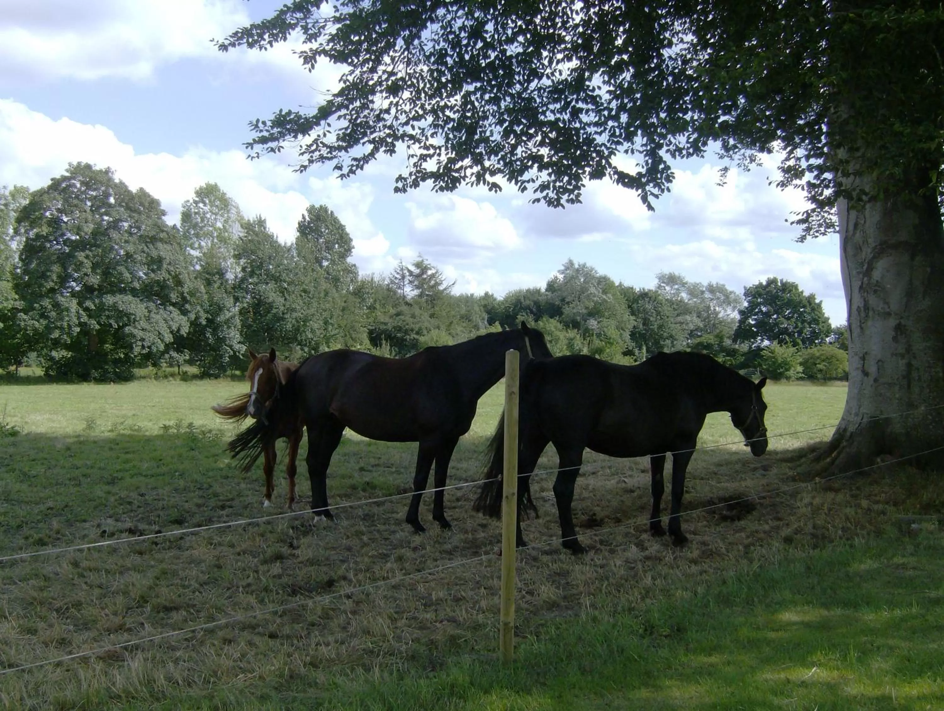 Garden in Hotel Frøslev Kro