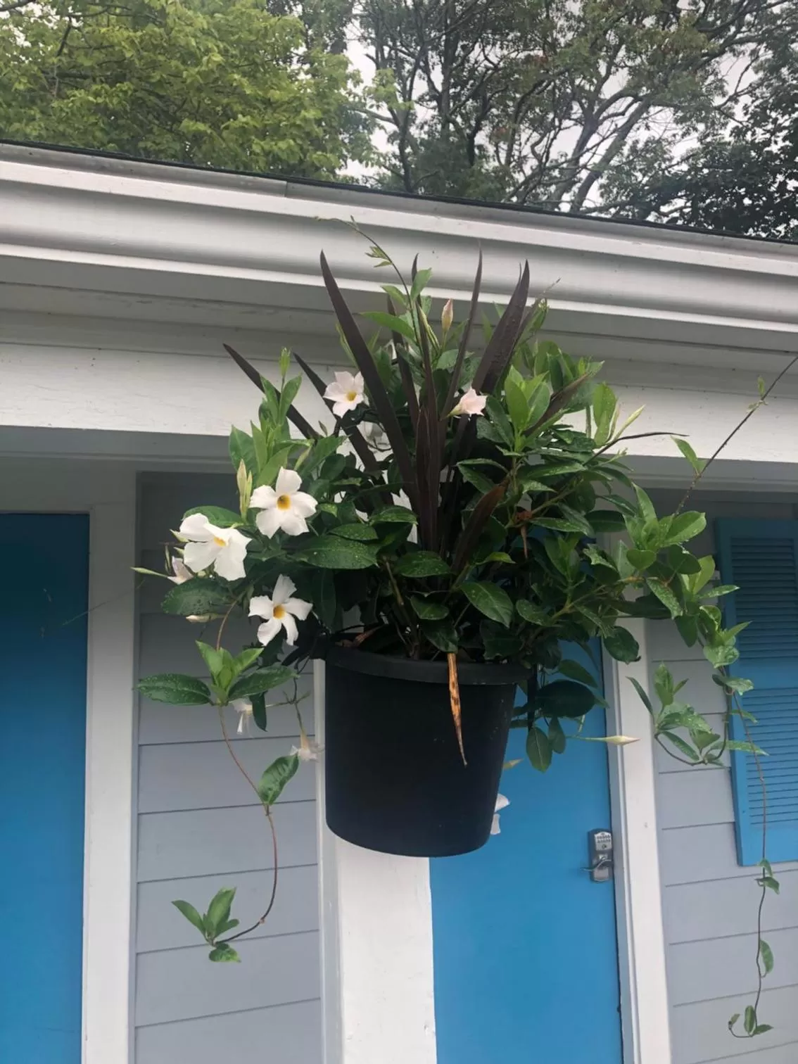Pool View in Herring Run Motel and Tiny Cabins