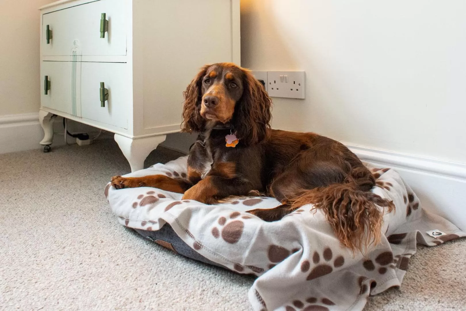 Pets in The Mount B&B