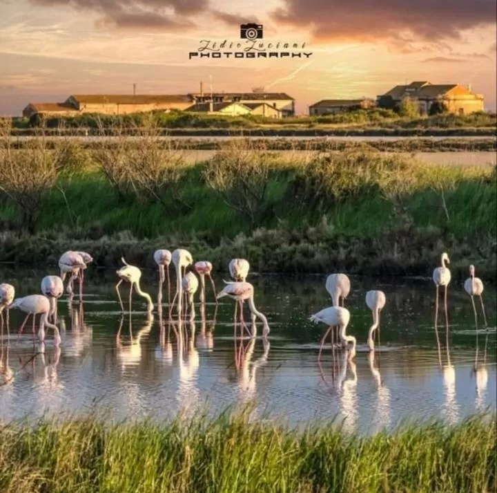 Other Animals in B & B CANTARANO