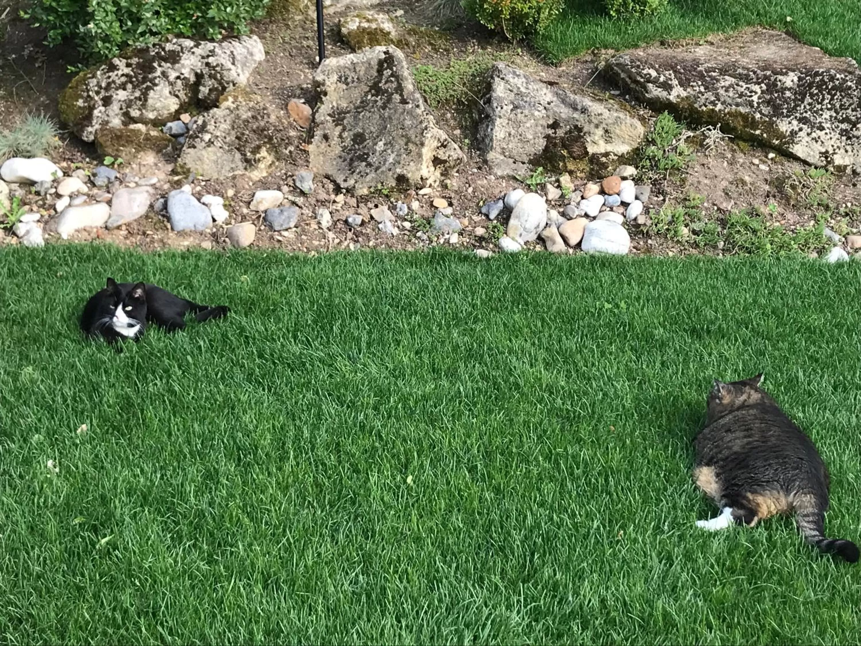 Pets in Le Numéro 15