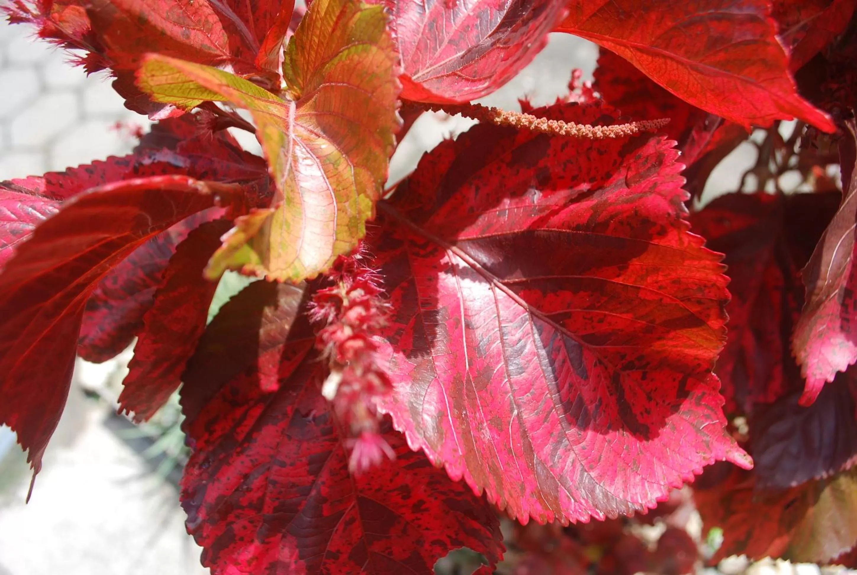 Property building in Pousada Jardim Da Lagoa