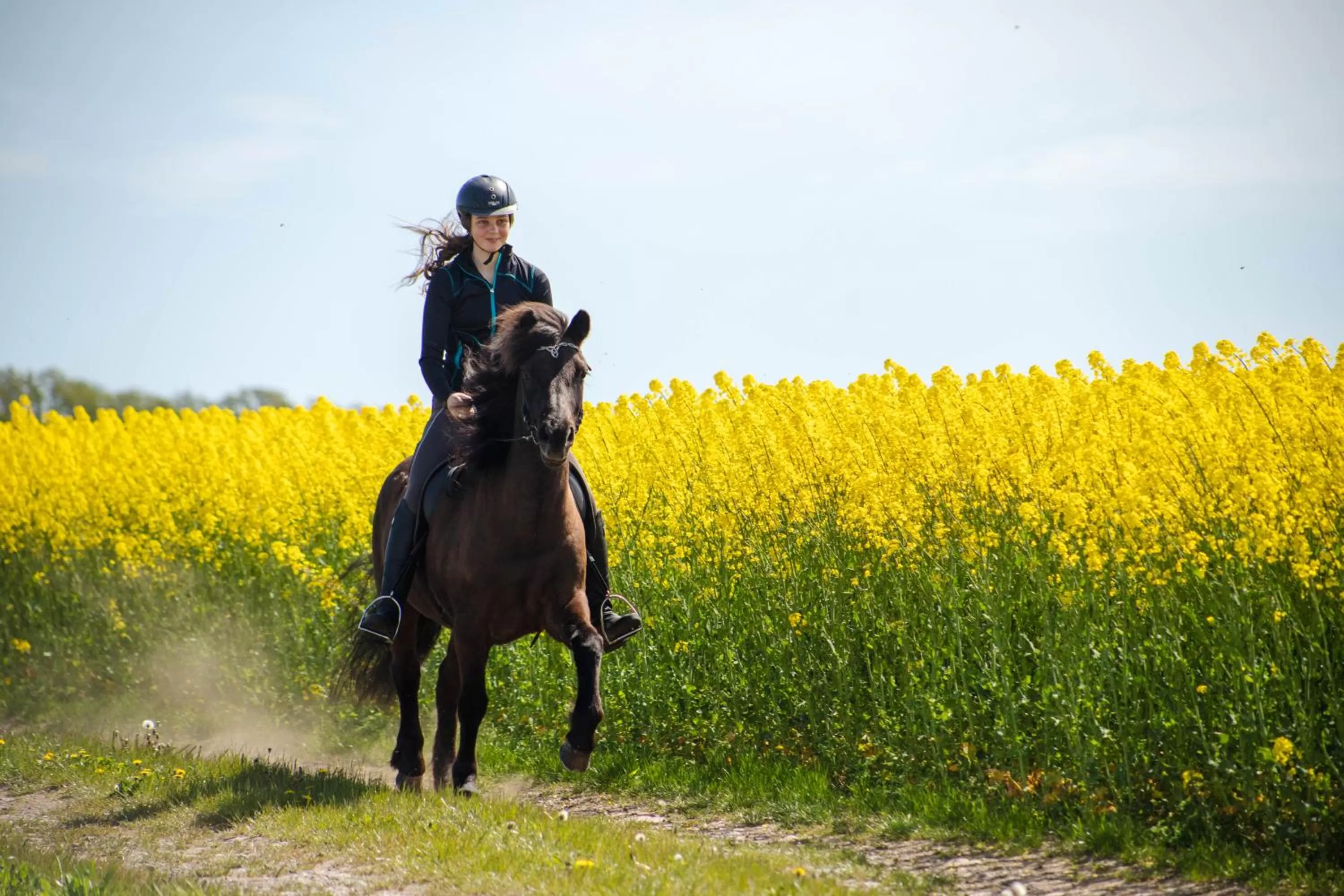 Horseback Riding in Ölands Yoga Studio & Islandshästar, Stugor & Rum