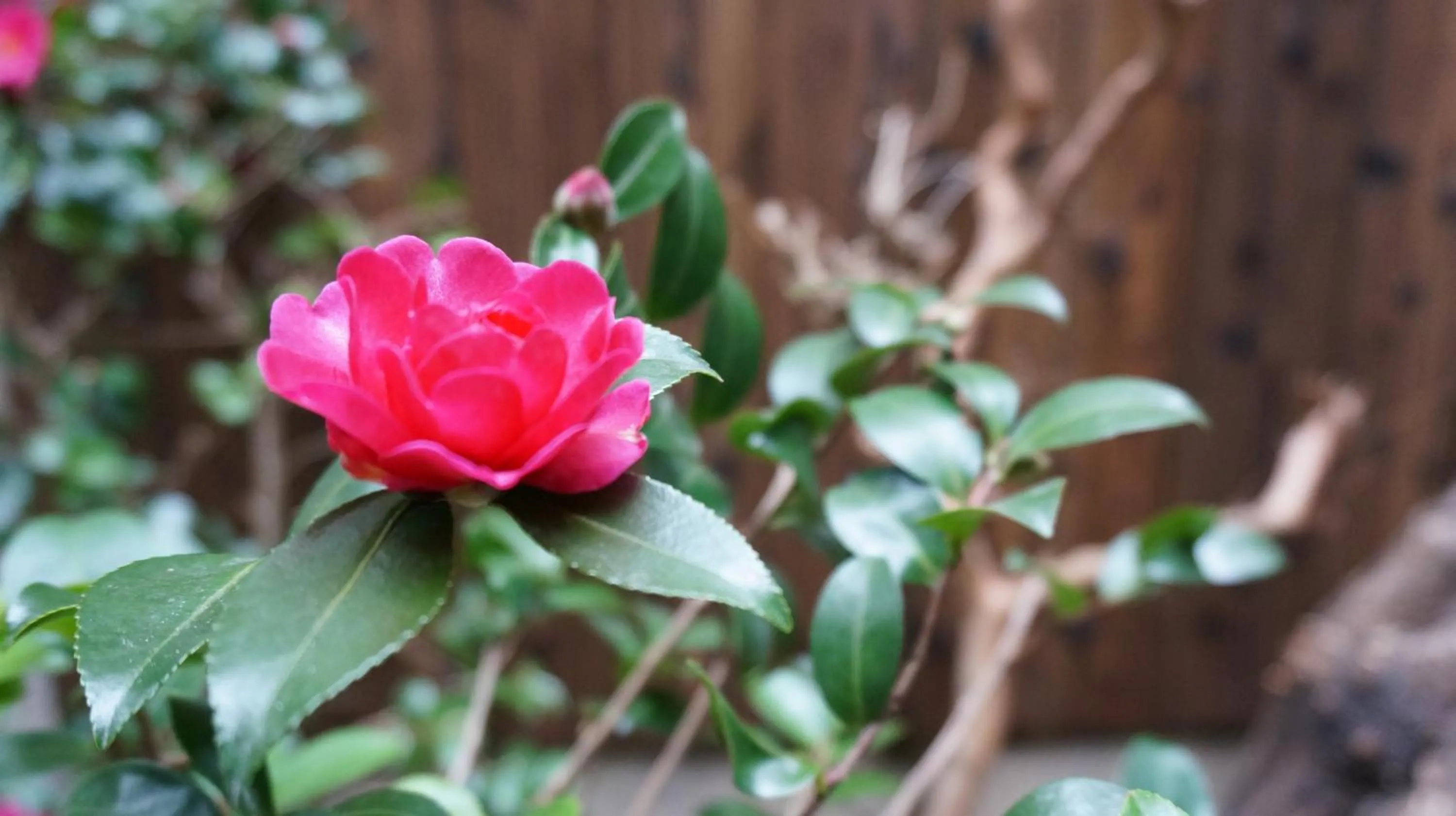 Garden in Guest House Ga-Jyun
