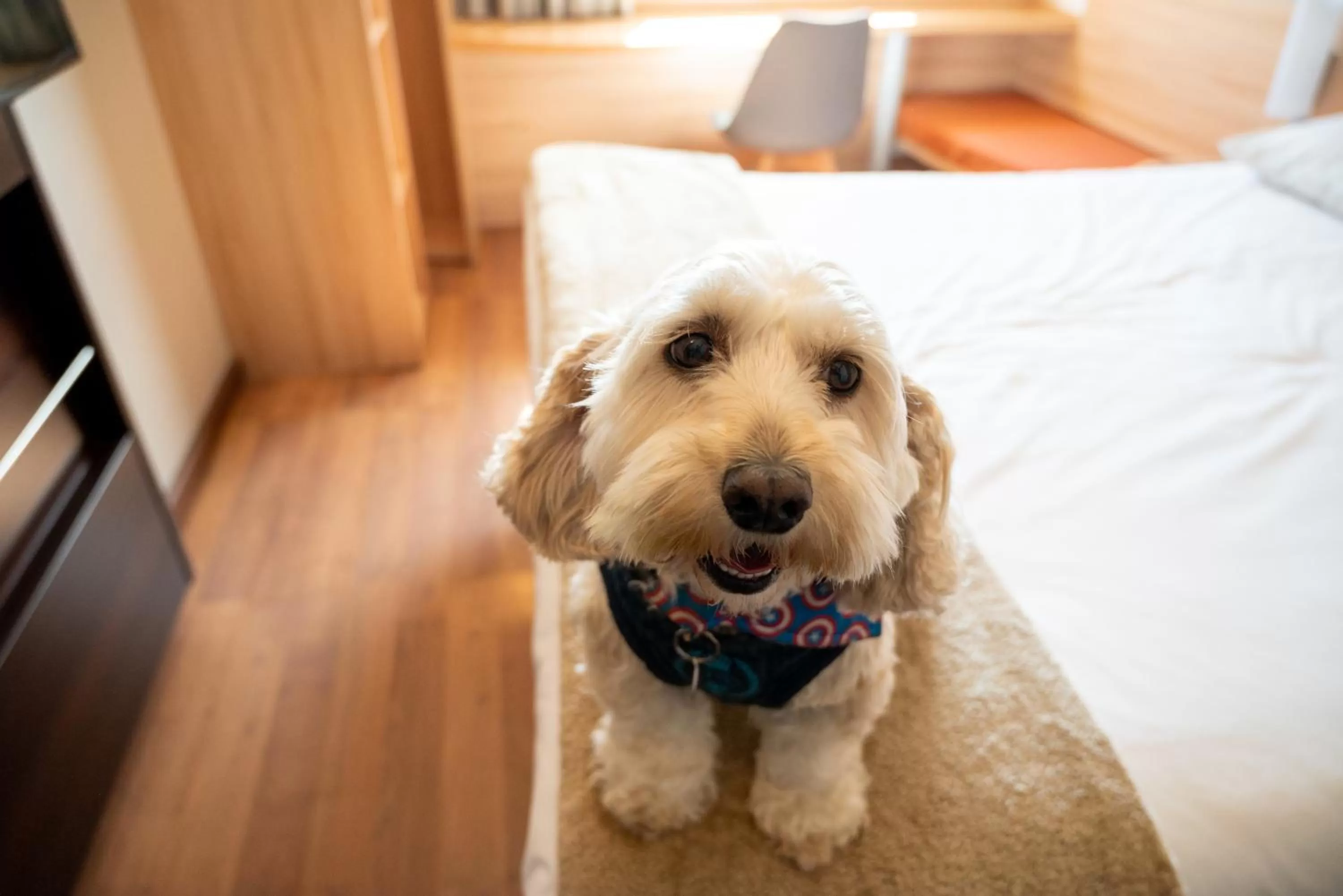 Bed in ibis Concepcion
