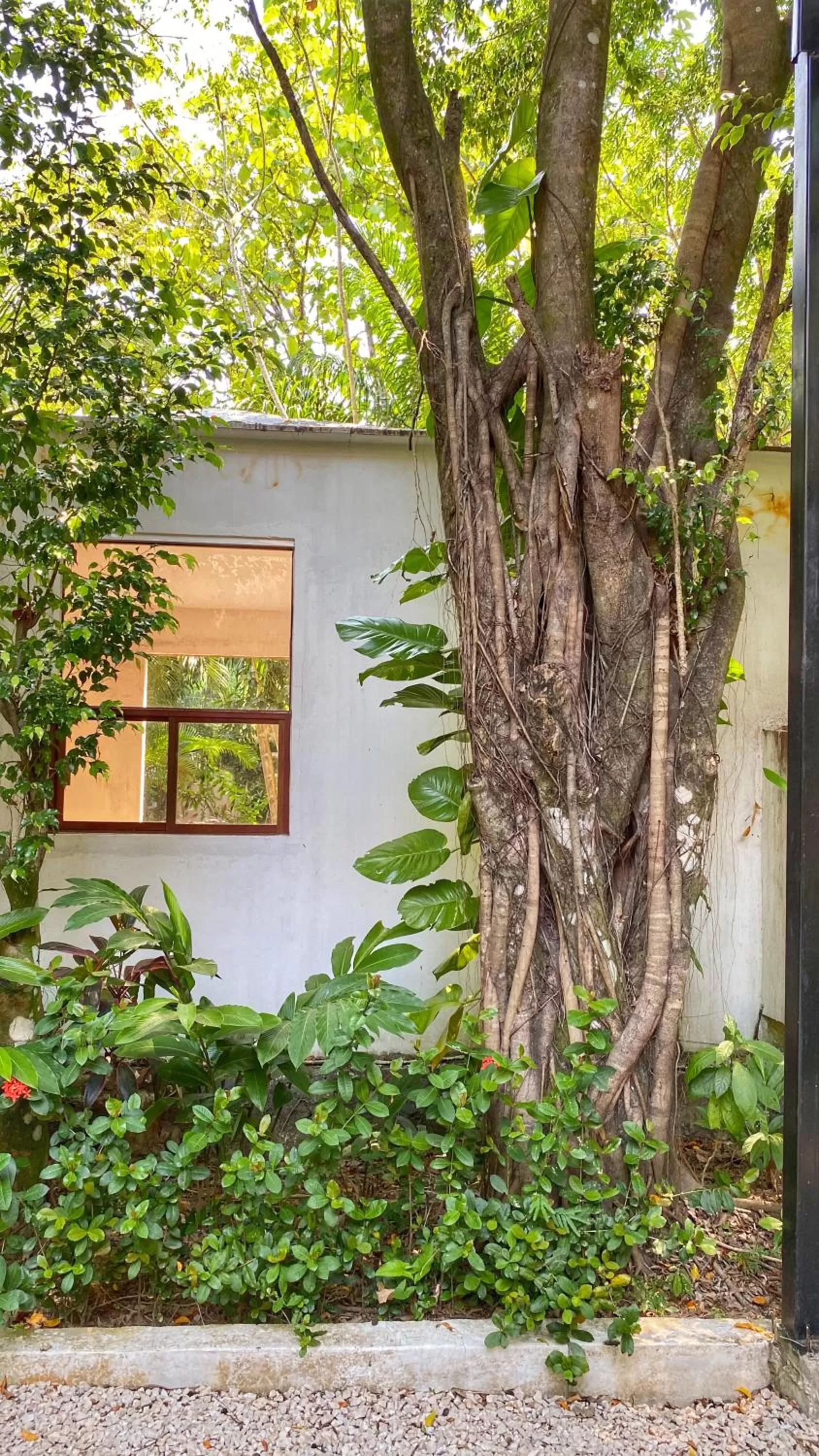 Property building in Piedra de Agua Palenque