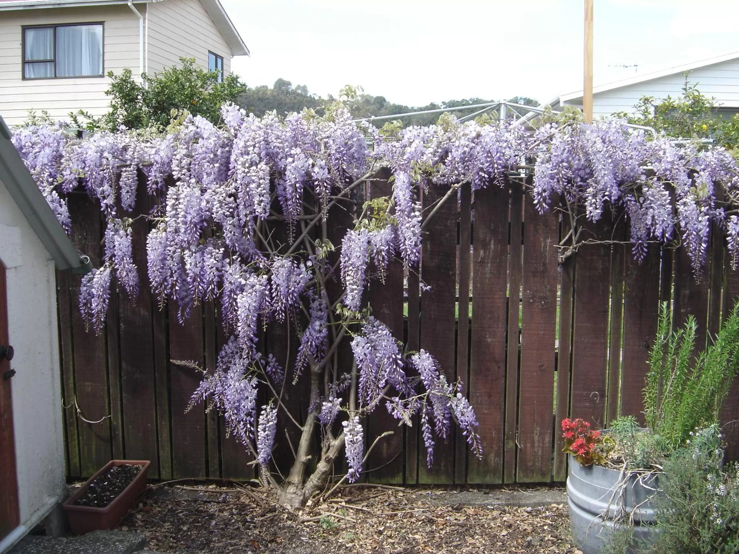 Other in Mana-Nui Motel