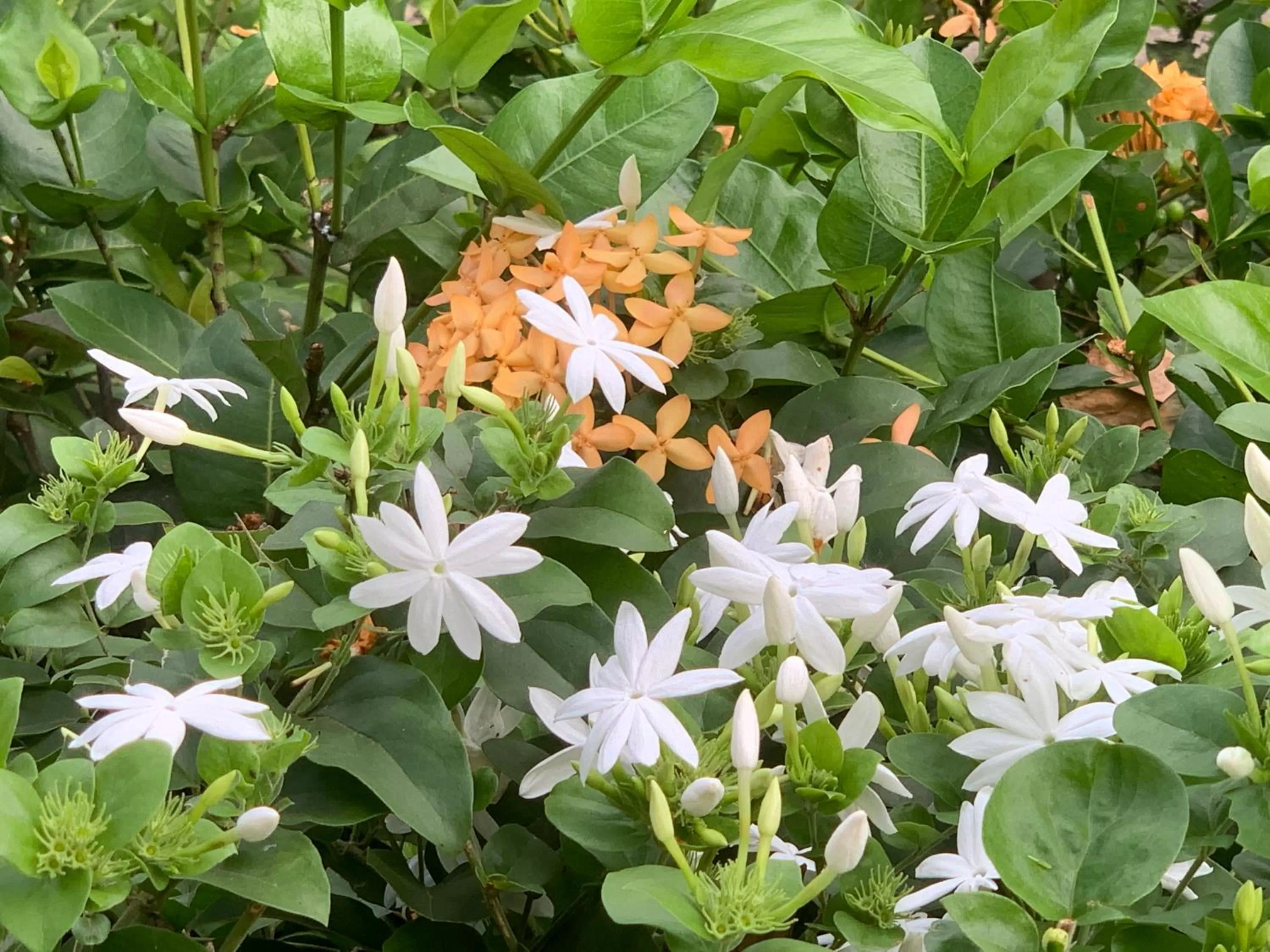 Garden in Villa DeLorenta