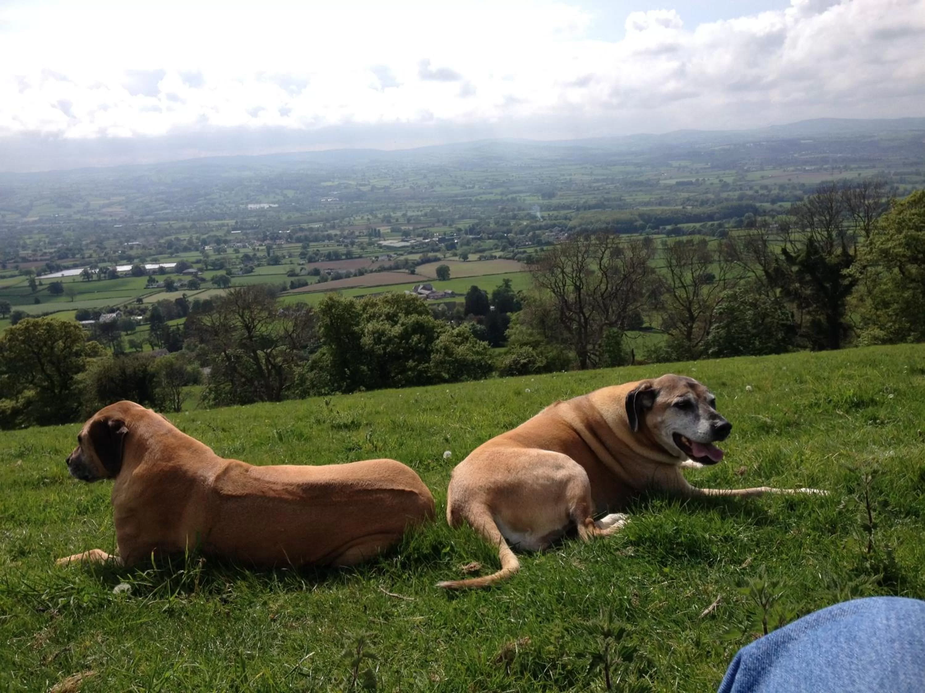 Natural landscape, Pets in Tall Trees