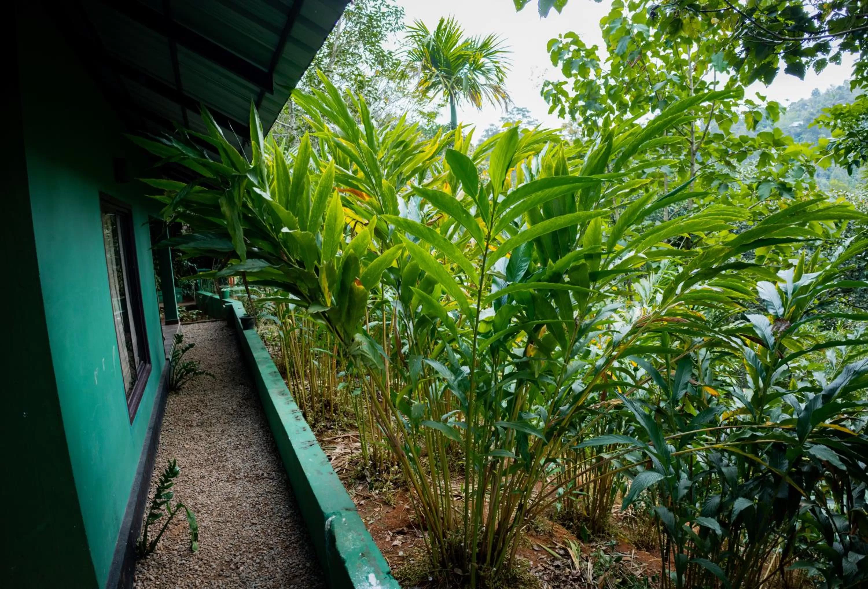 View (from property/room) in Edens Munnar