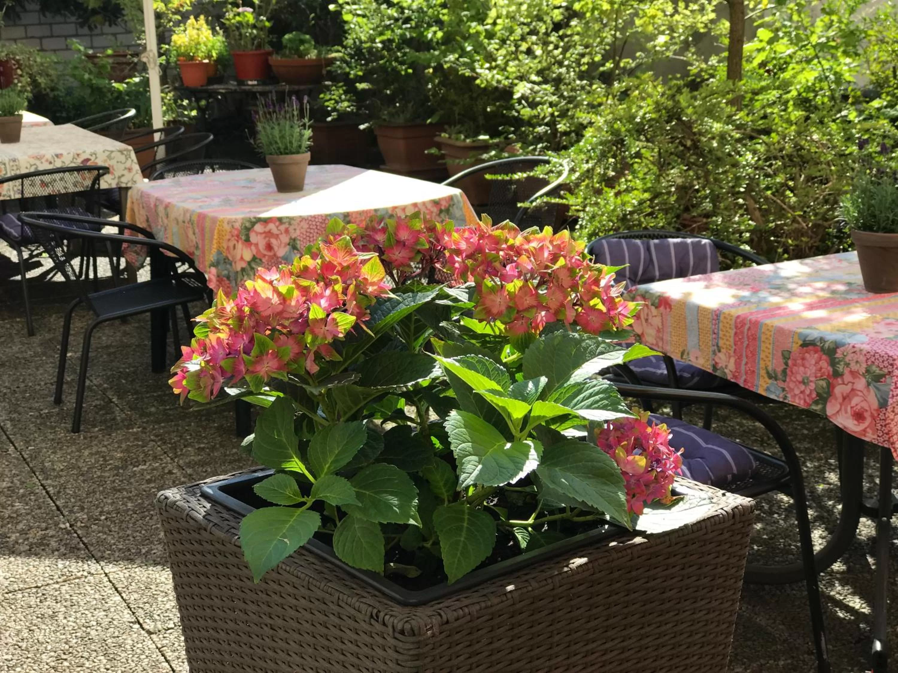 Garden in Hotel Cascade Superior