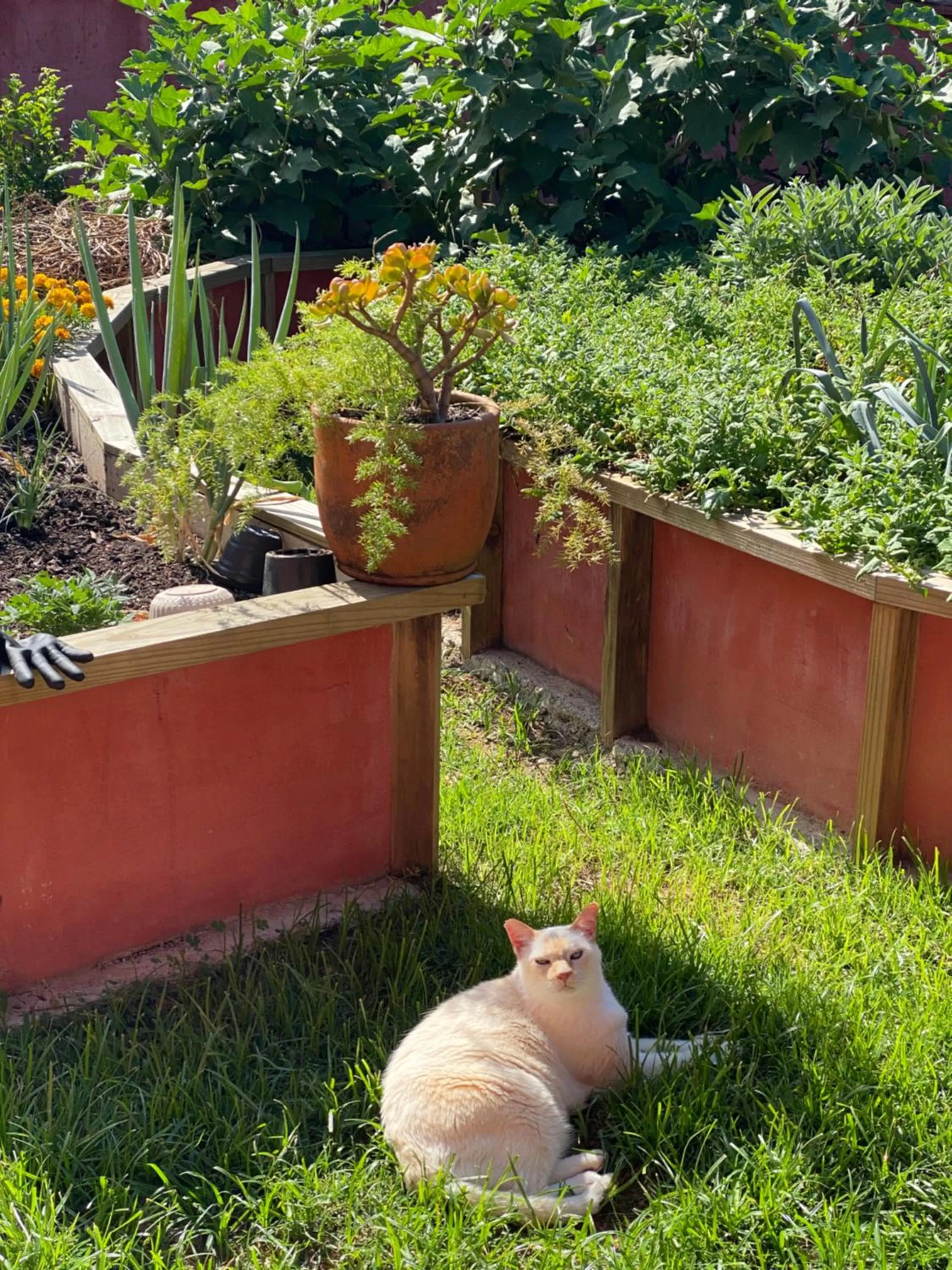 Garden in Janela de Marcia Bed and Breakfast