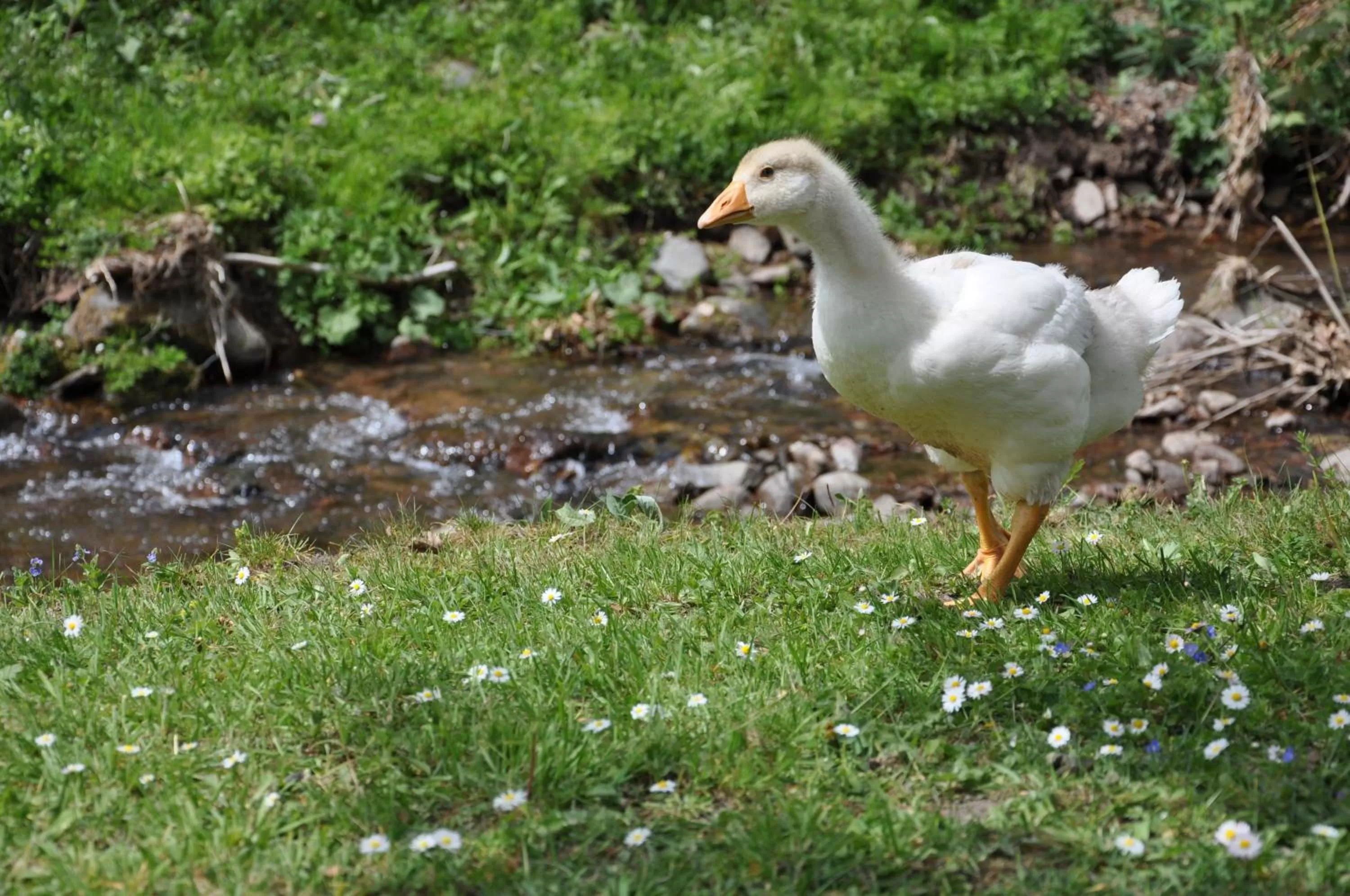 Day in Hotel Waldmühle