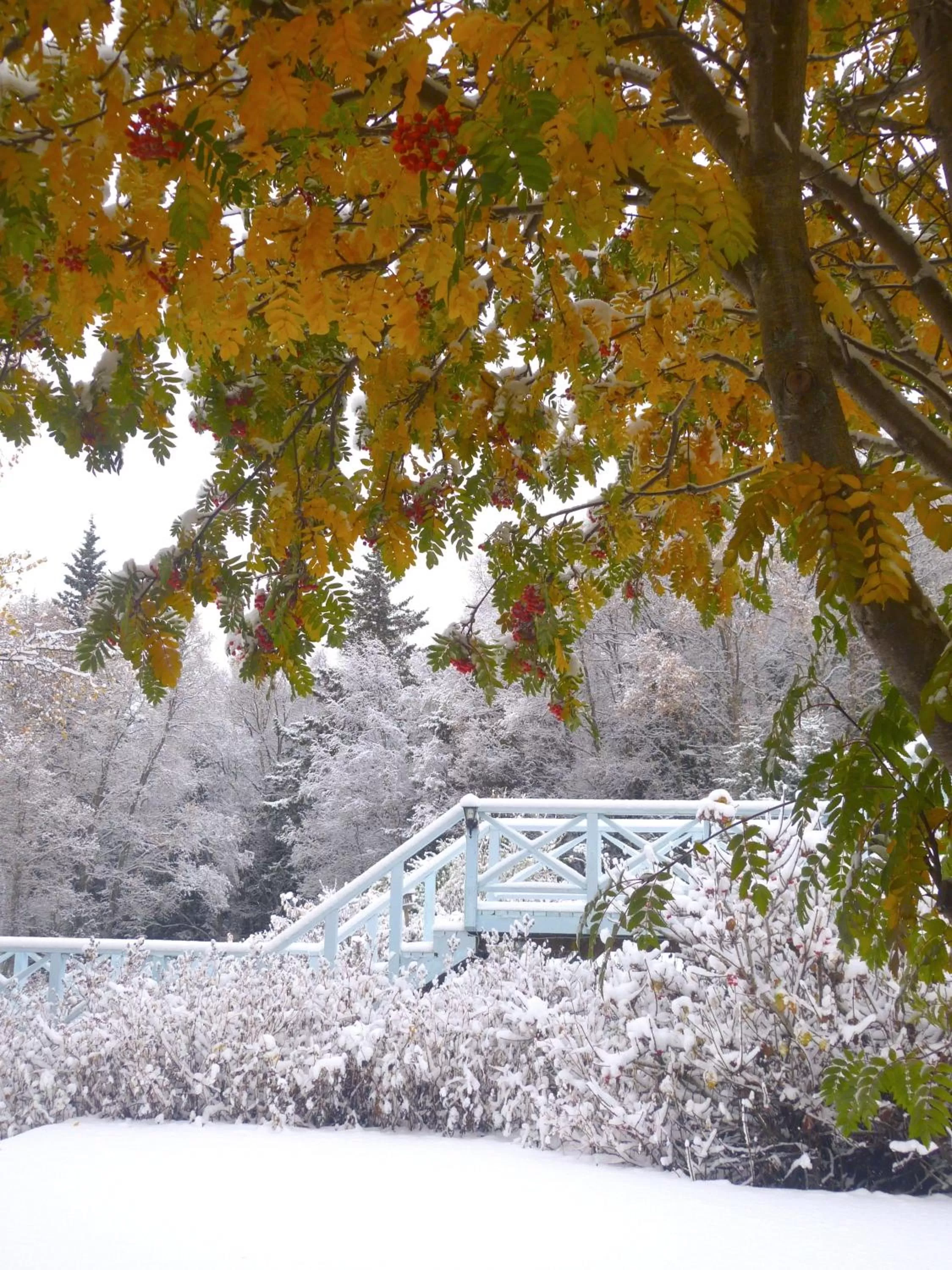 Garden, Winter in Halcyon Heights B&B/Inn