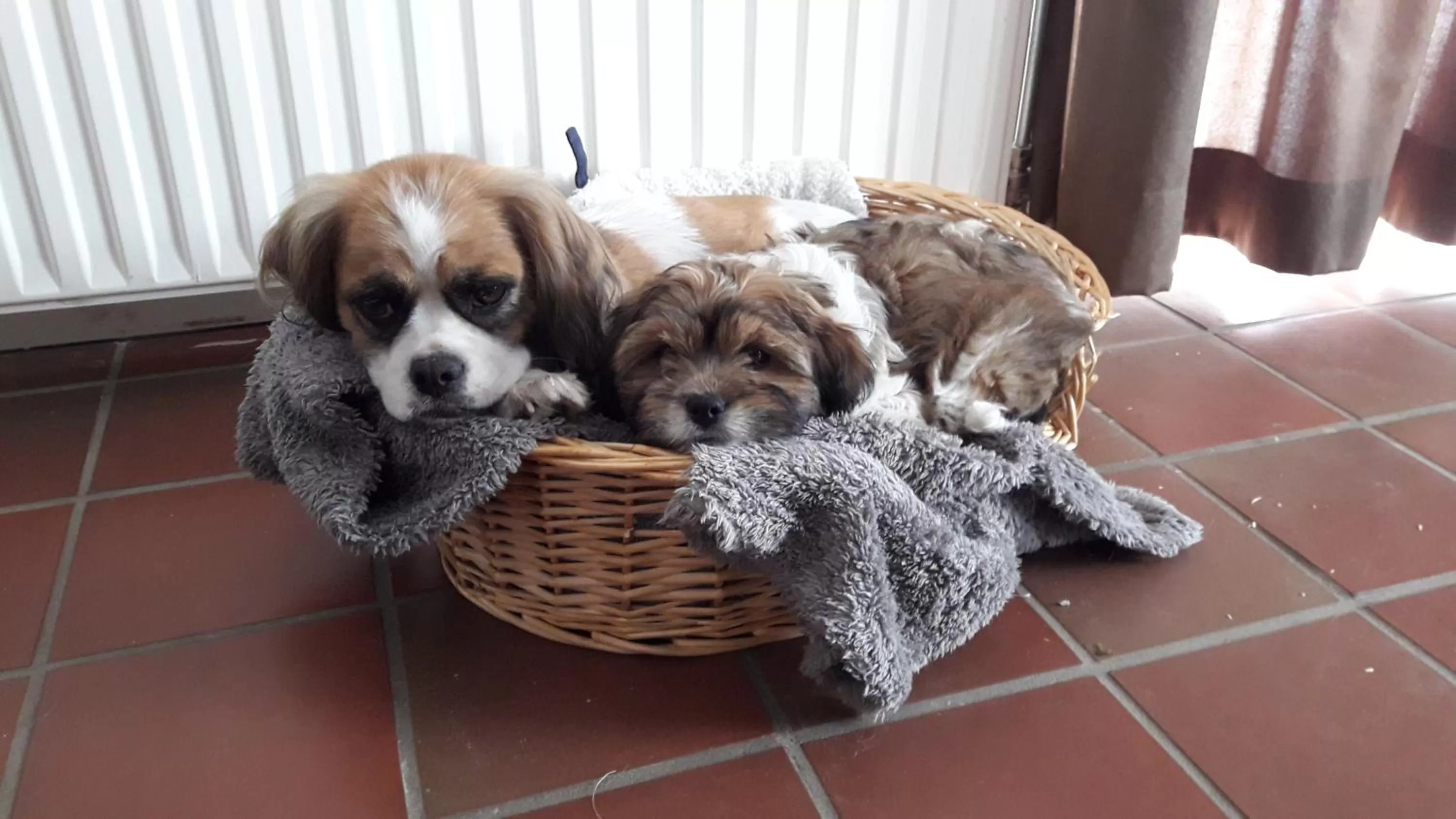 Pets in 't Rond Bargie