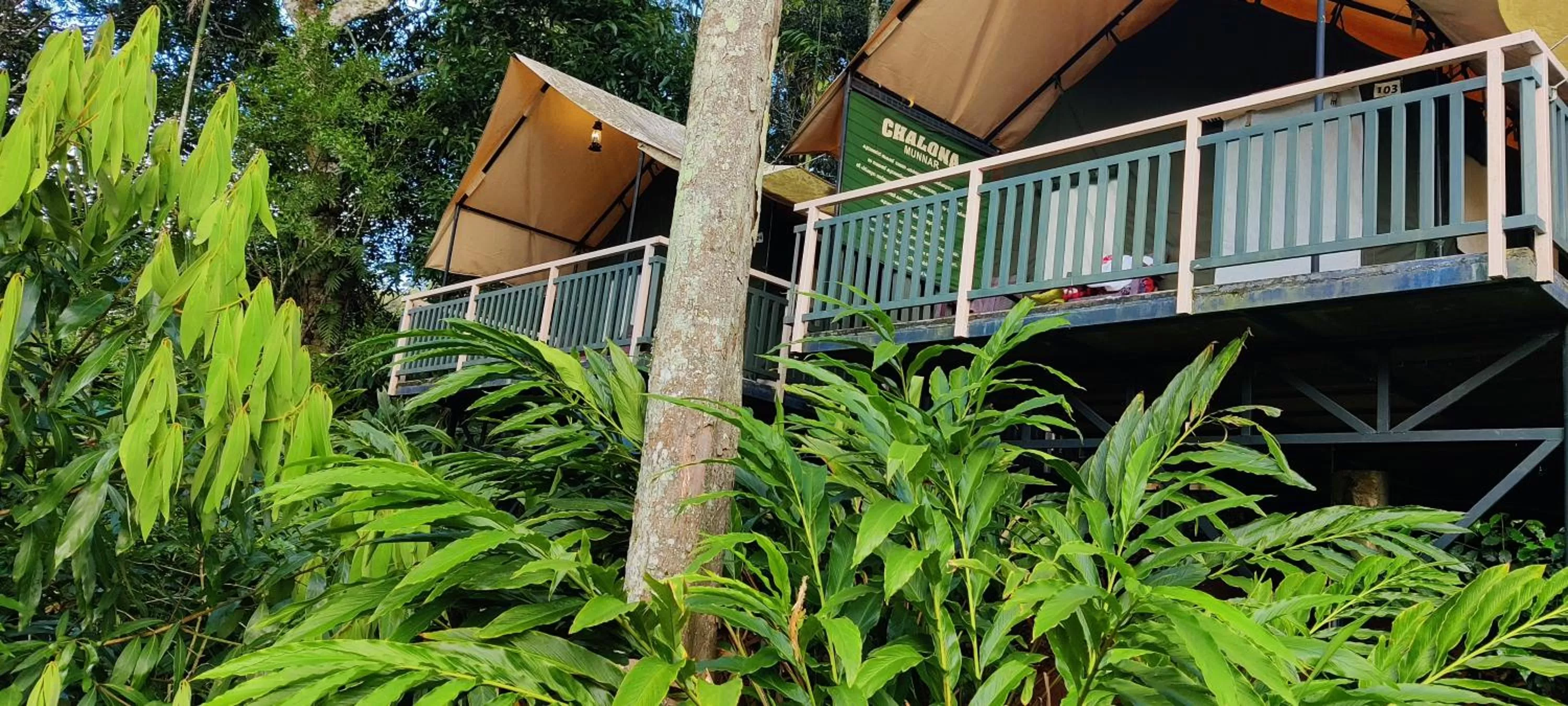 Property Building in Chalona Jungle Vibe