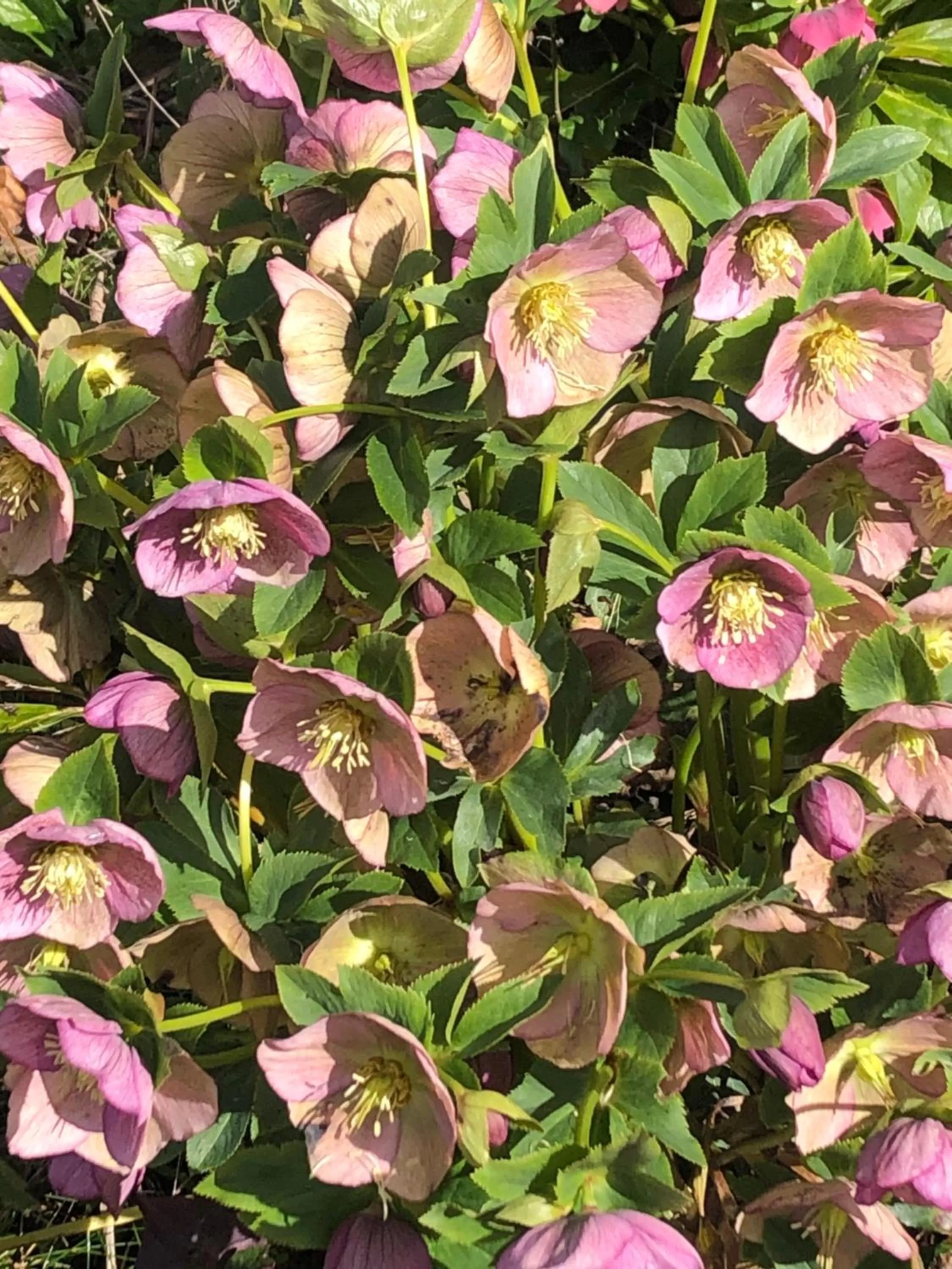 Garden in The Skreen