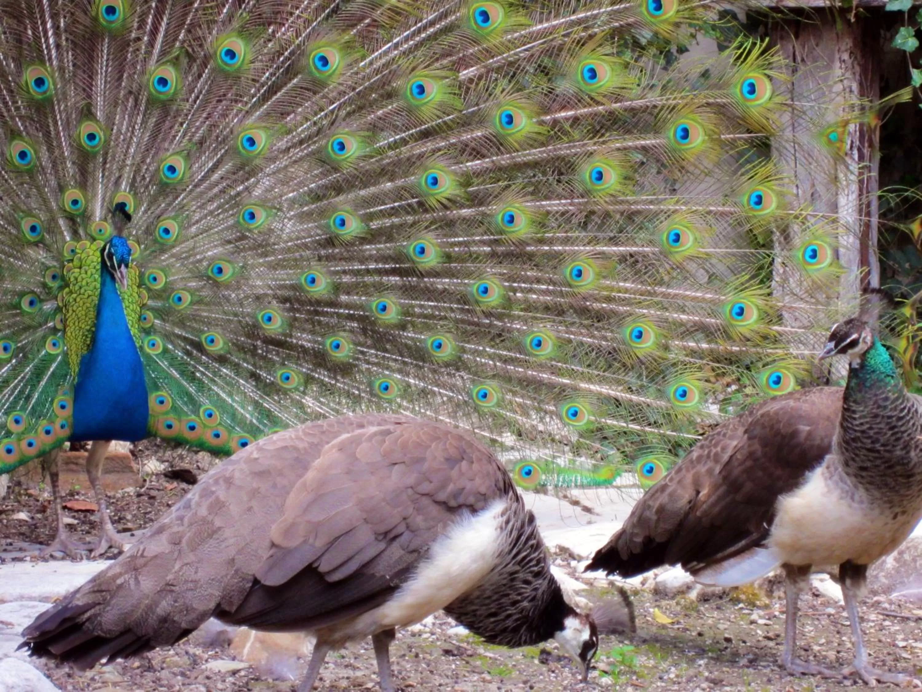 Facade/entrance, Other Animals in Xanadu - Villa Giardinata