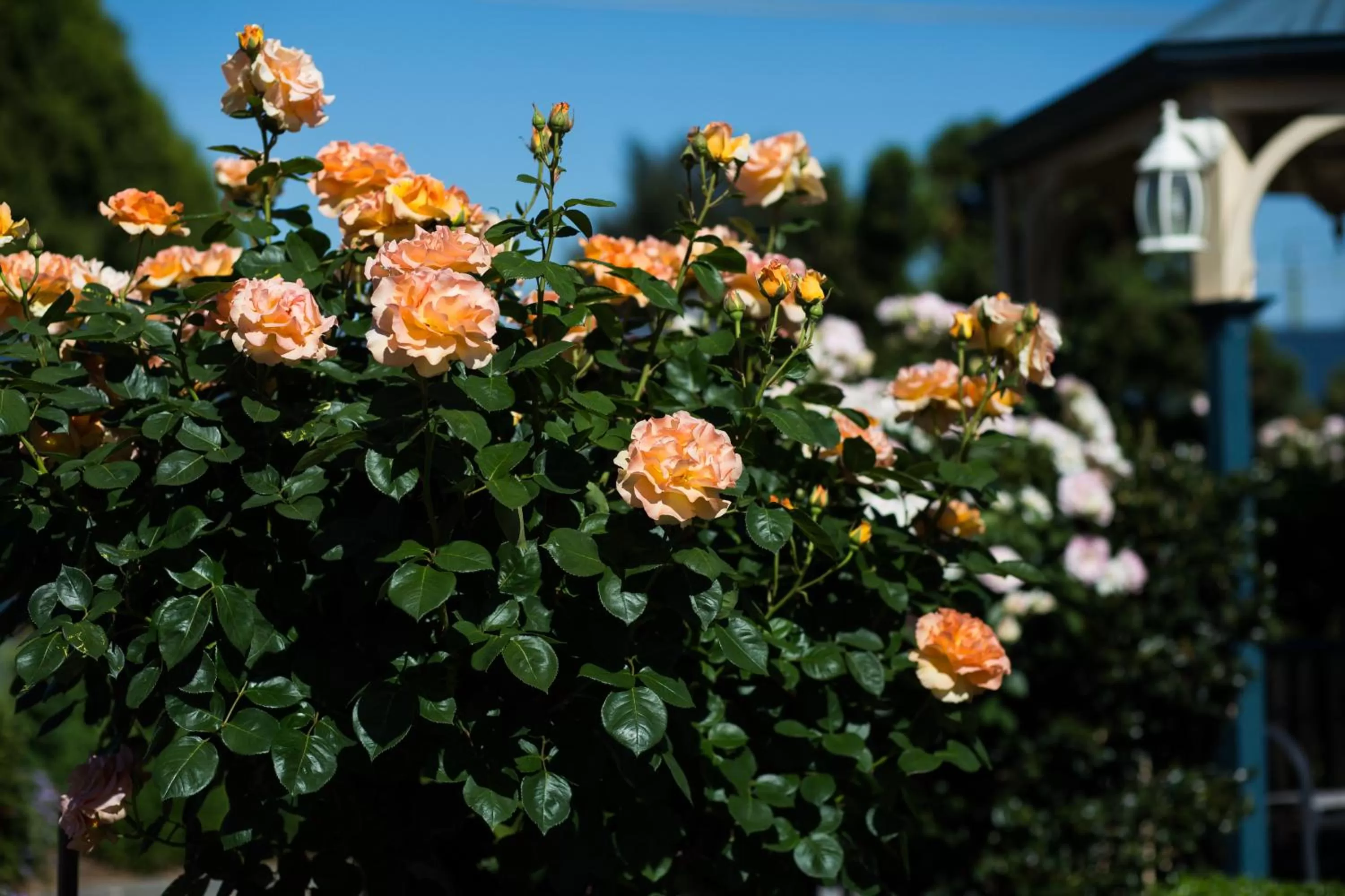 Garden in Willows Motel
