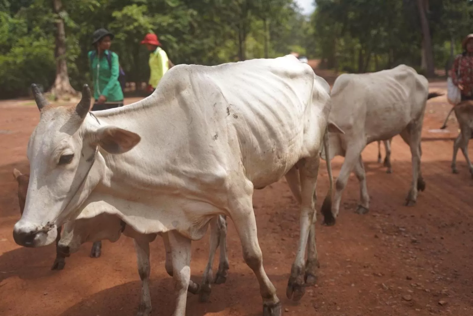 DEN HOTEL TOTONOU SIEM REAP