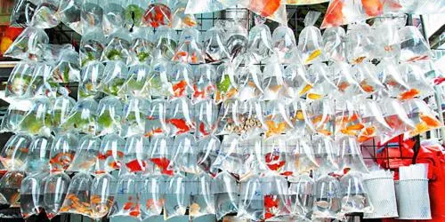 Other in Metacity MK