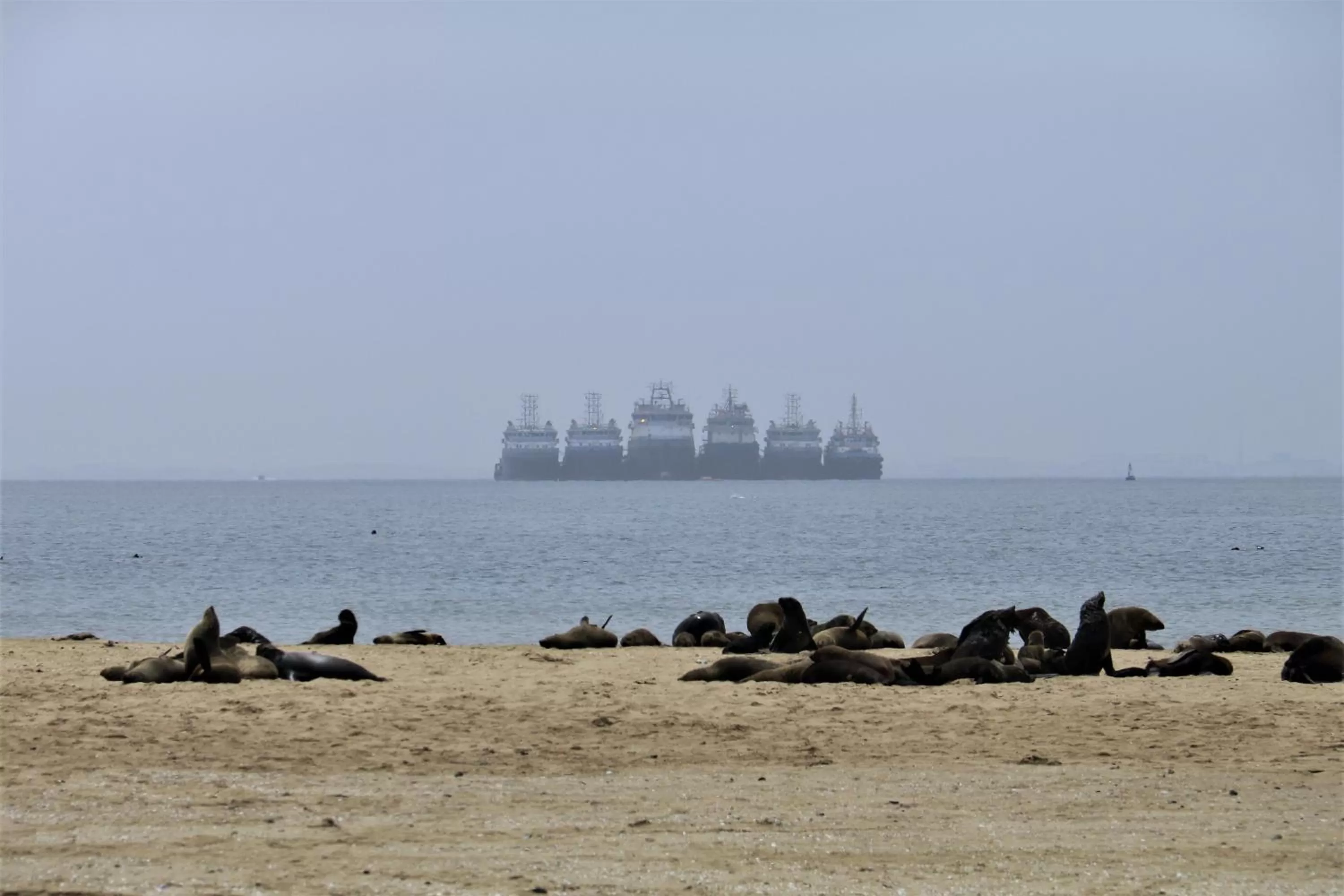 Other, Other Animals in Tiende Laan Bed & Breakfast and Self-Catering