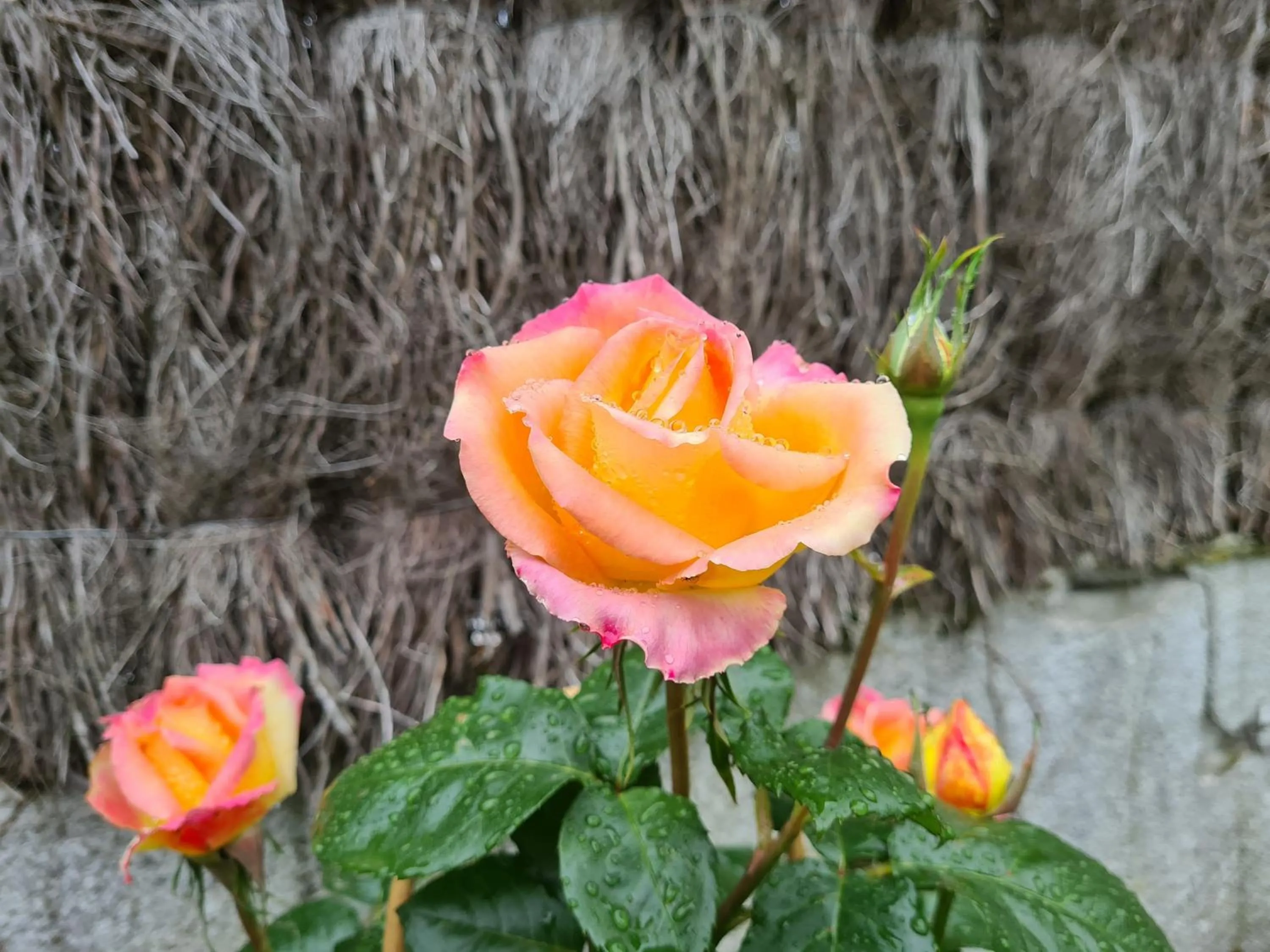 Garden in initial by balladins Bordeaux / Eysines