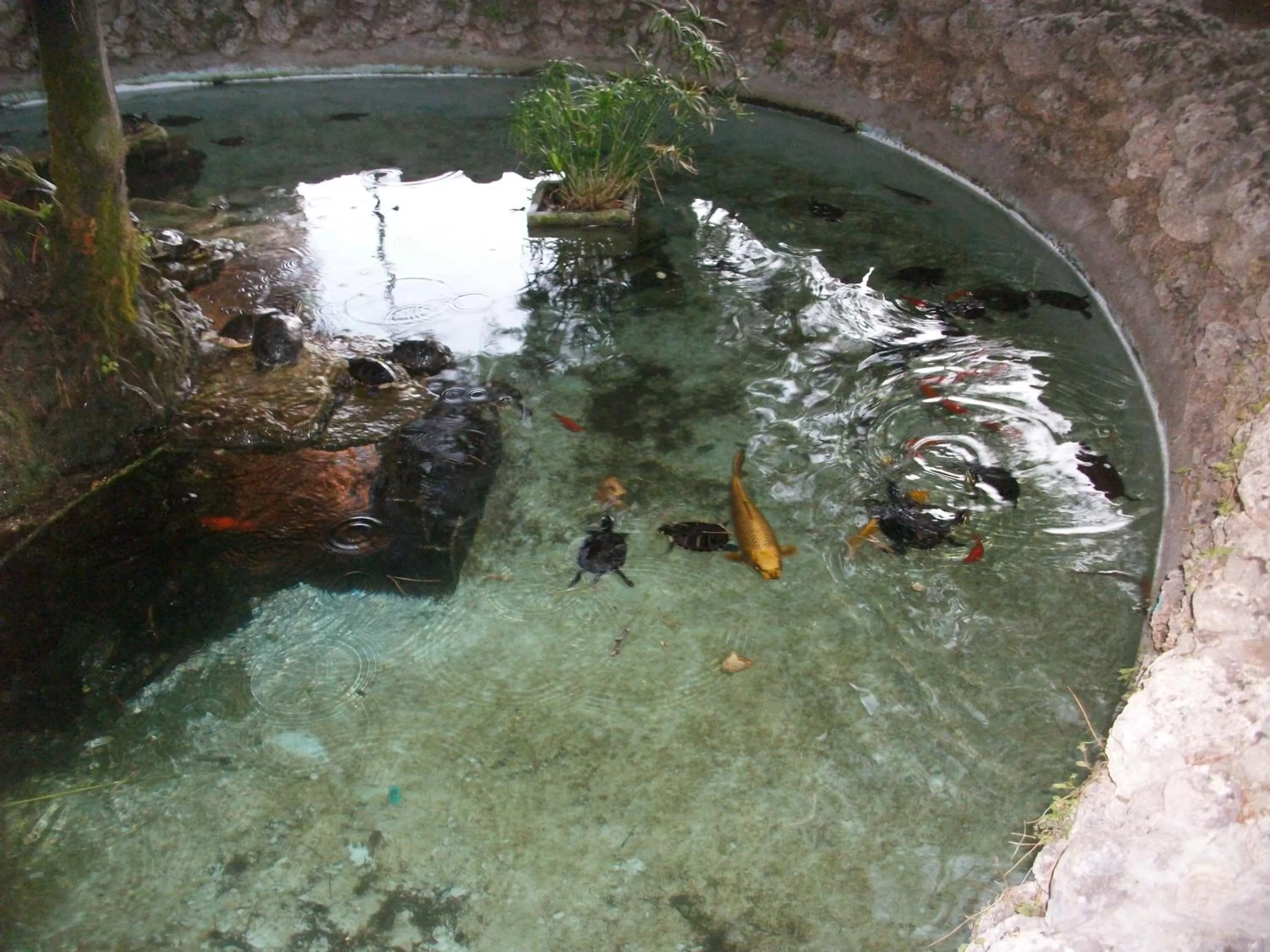 Pool view, Other Animals in Il faletto