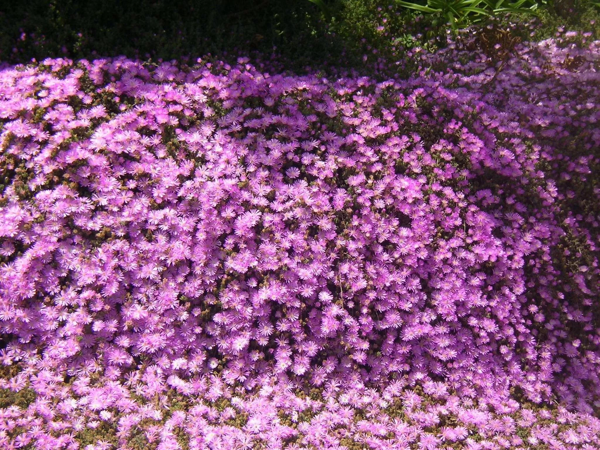 Garden in Hotel La Palma Romántica