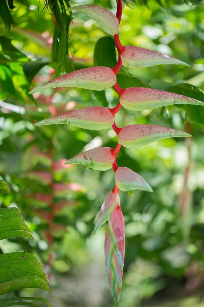 Garden view, Other Animals in Hospedaje La Naciente