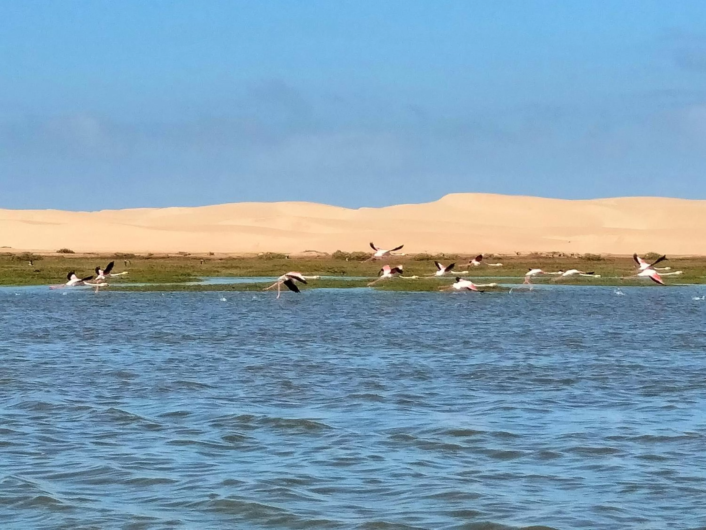 Other Animals in Hotel El ghazi