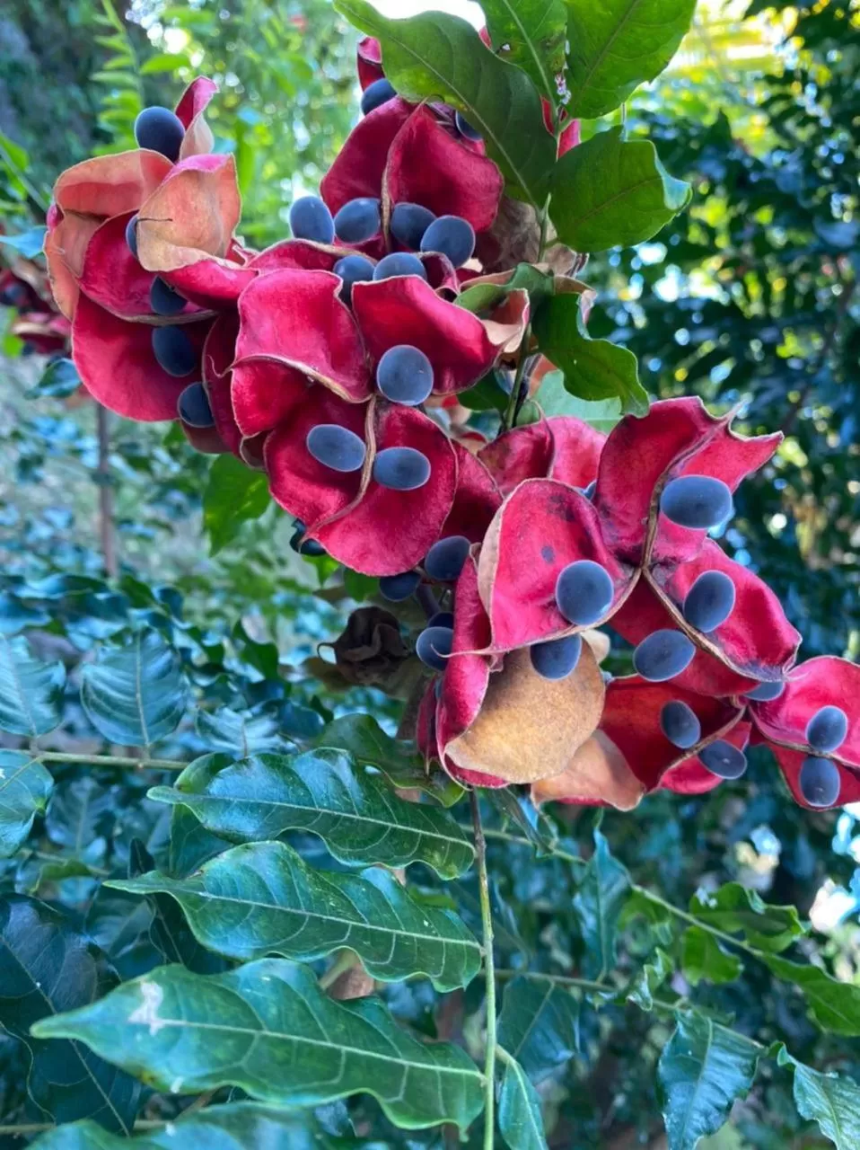Villa Cajou chambres d'hôtes chez l'habitant et Zanzibar cottage
